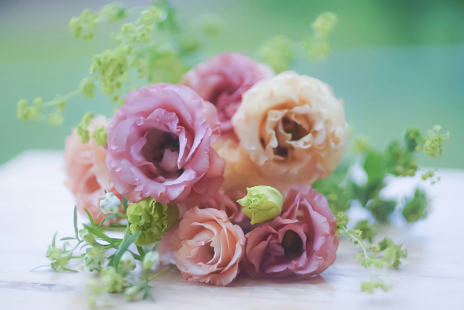 一束色彩缤纷的毛茛花和绿色叶子