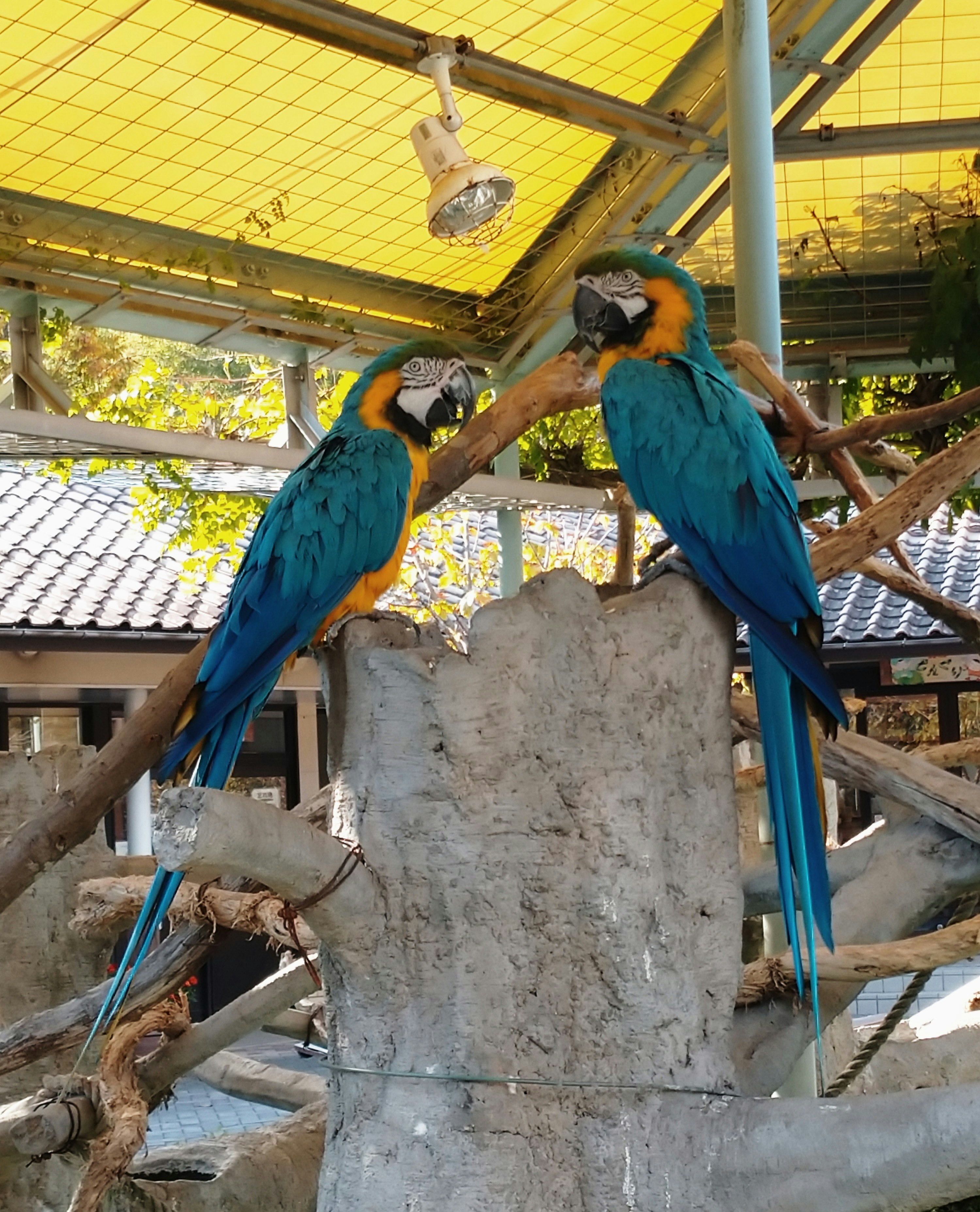 動物園の止まり木に並ぶオウム