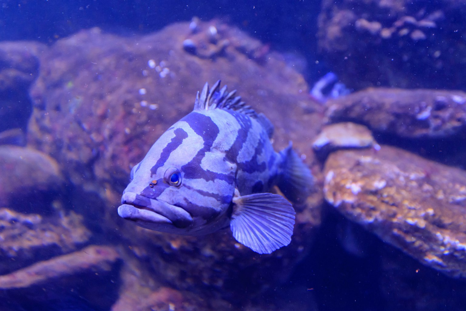 Gestreifter Fisch schwimmt im Wasser vor felsigem Hintergrund