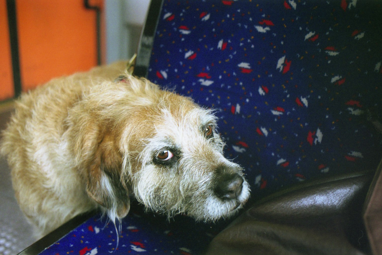 Dog resting its head on a bus seat with a patterned fabric