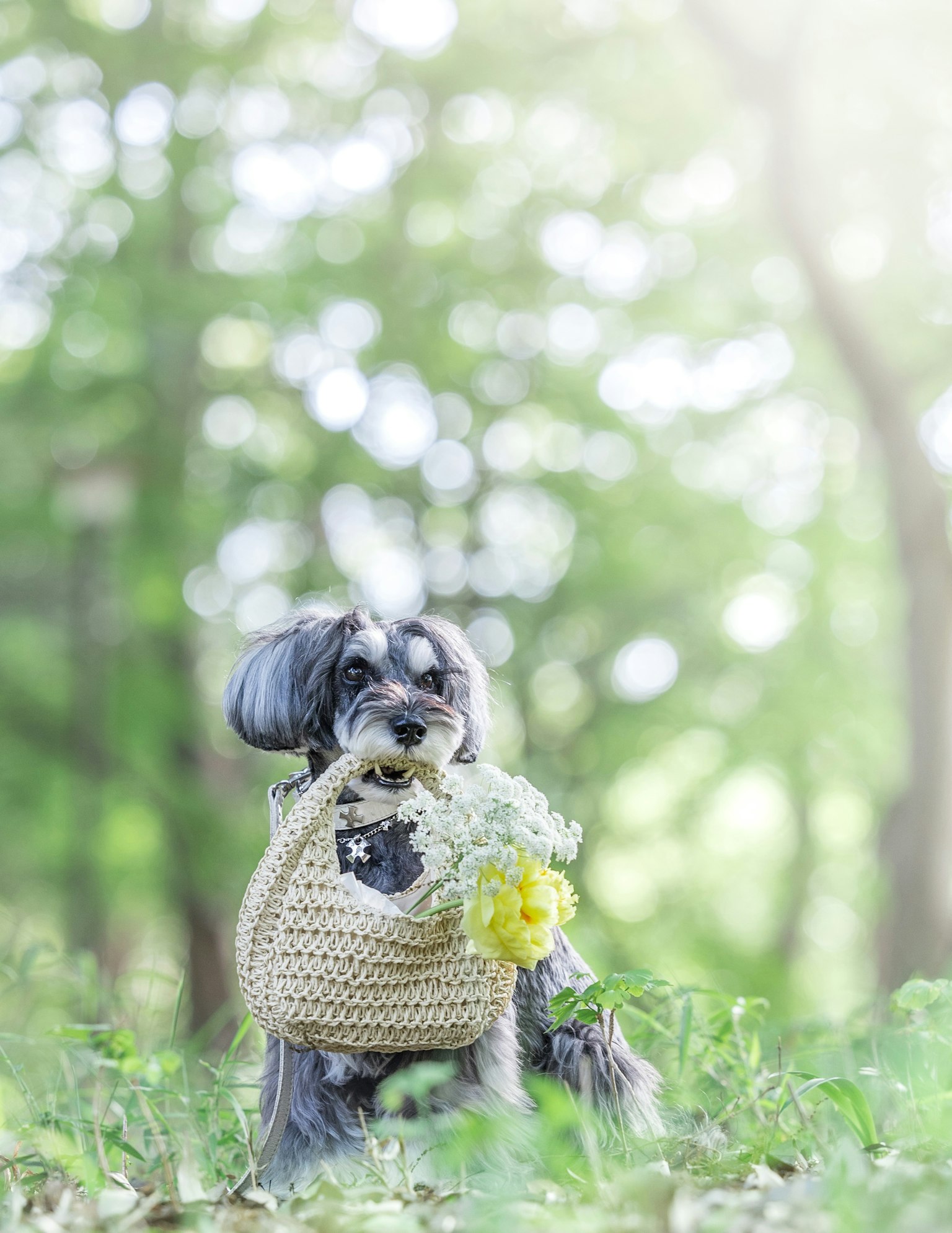 Hund hält Blumen in einem Korb vor grünem Hintergrund