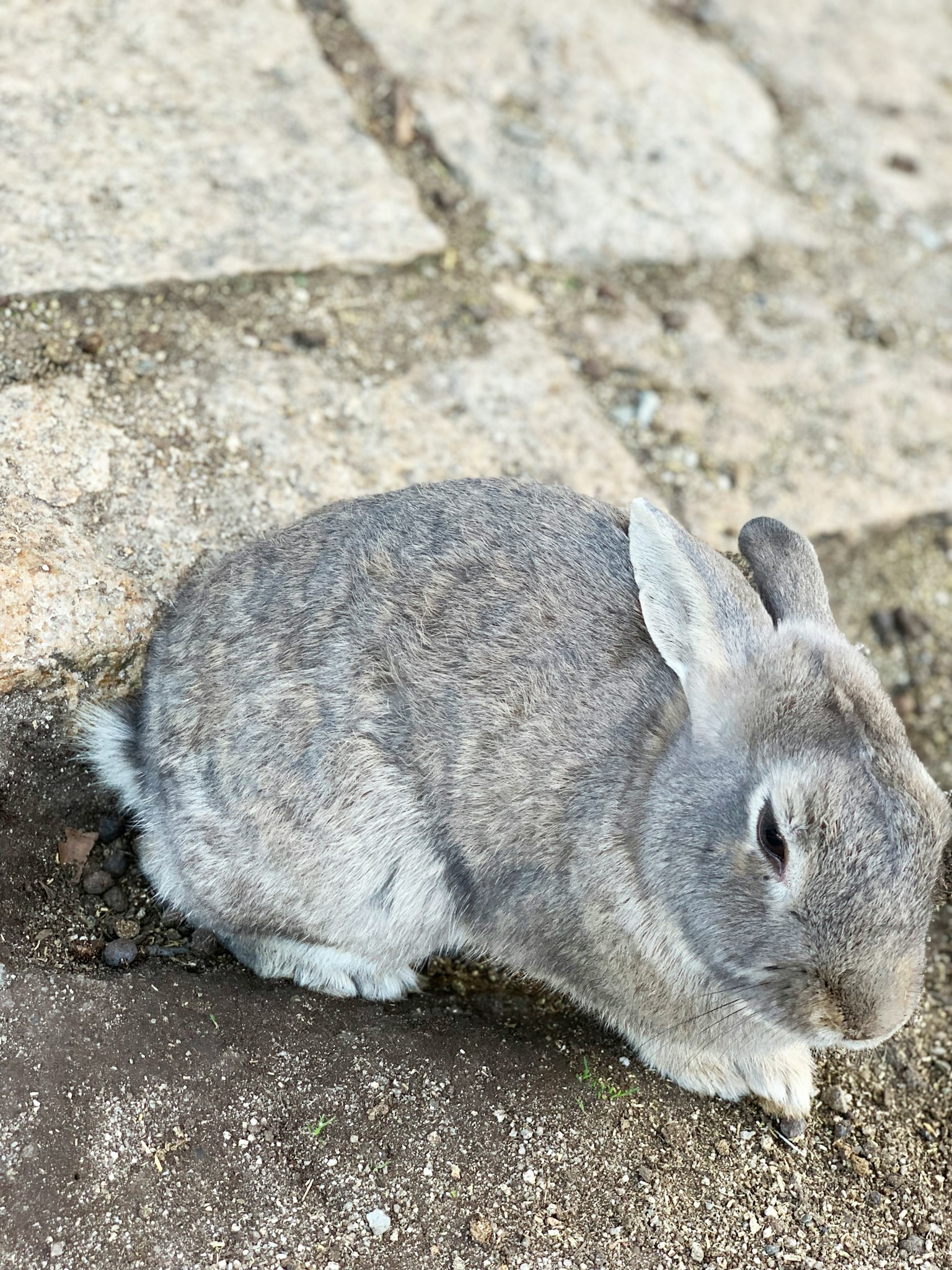 Gray rabbit sitting on stone ground