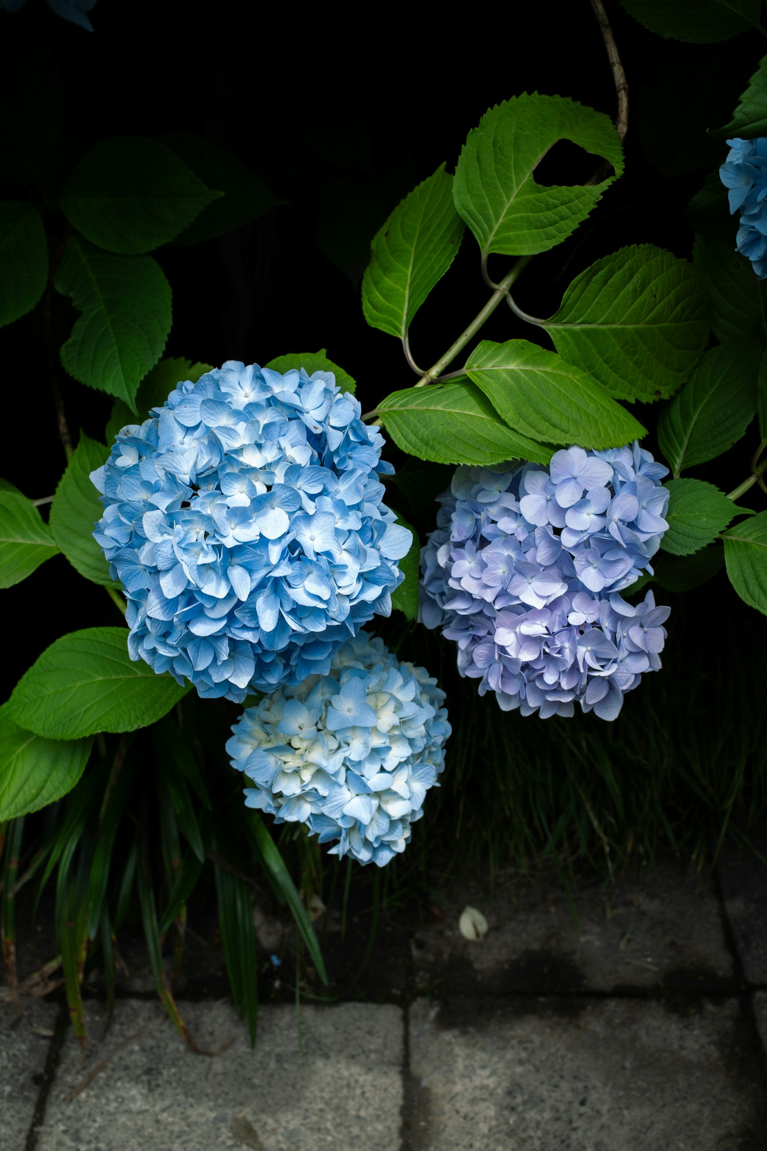 Blue and purple hydrangea flowers blooming with green leaves