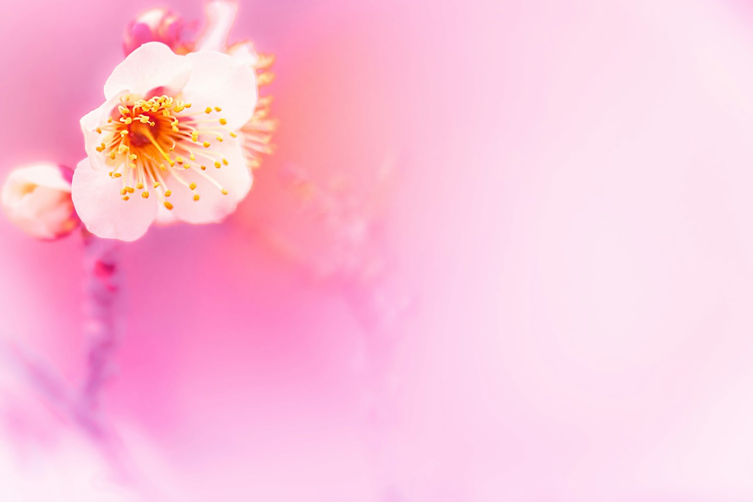 Gros plan d'une fleur blanche sur un fond rose doux
