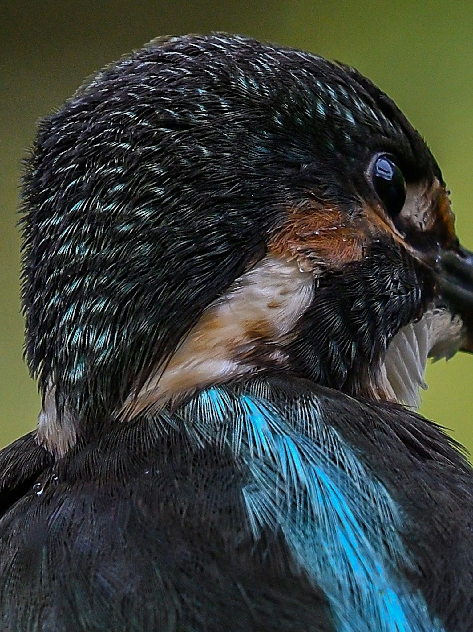 Close-up of a bird with beautiful plumage featuring blue feathers on its back