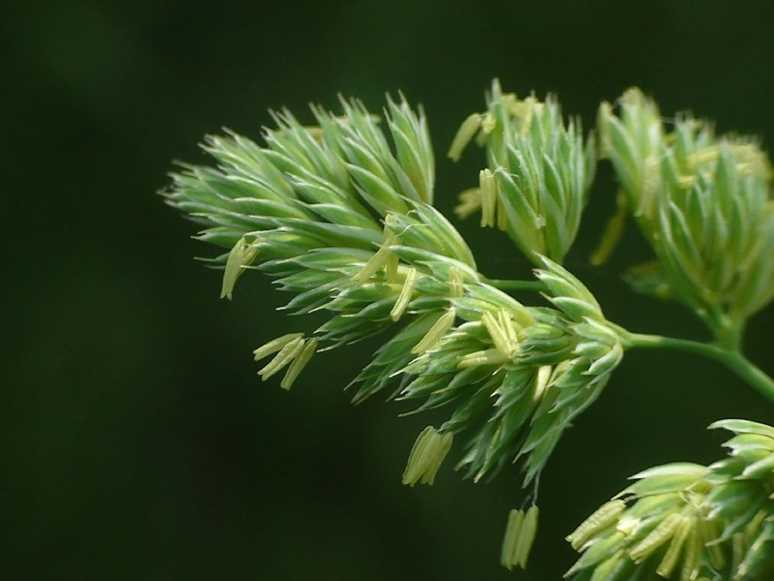 Close-up of a plant with green spikes and small yellow flowers