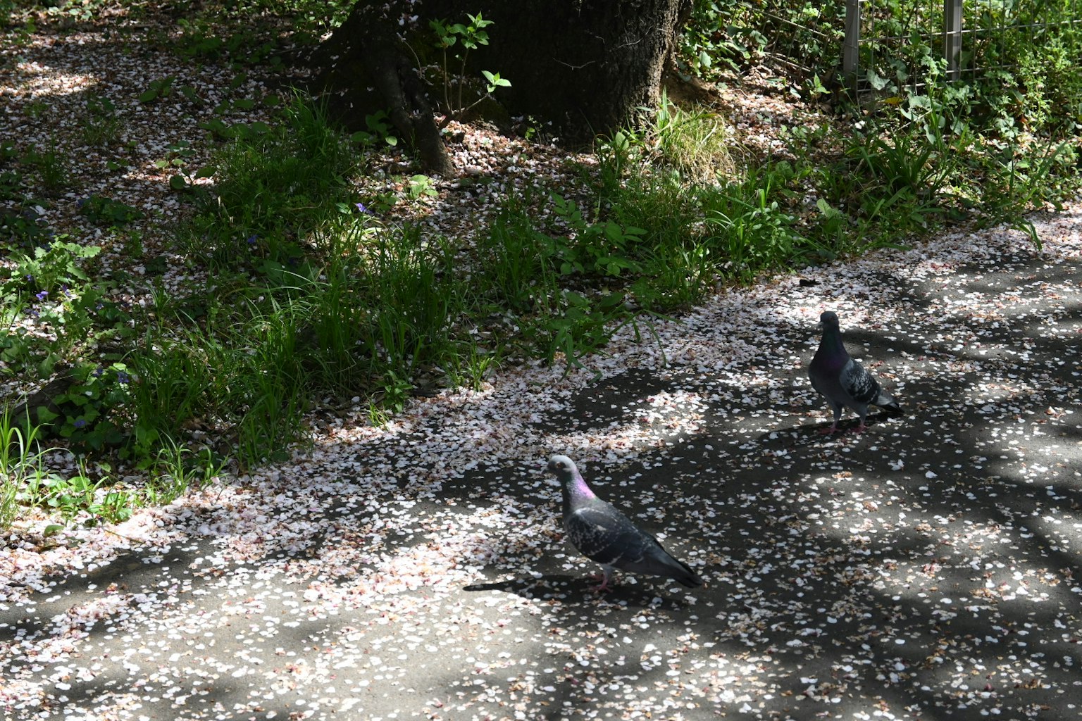 Two pigeons on a path surrounded by scattered flower petals and green grass
