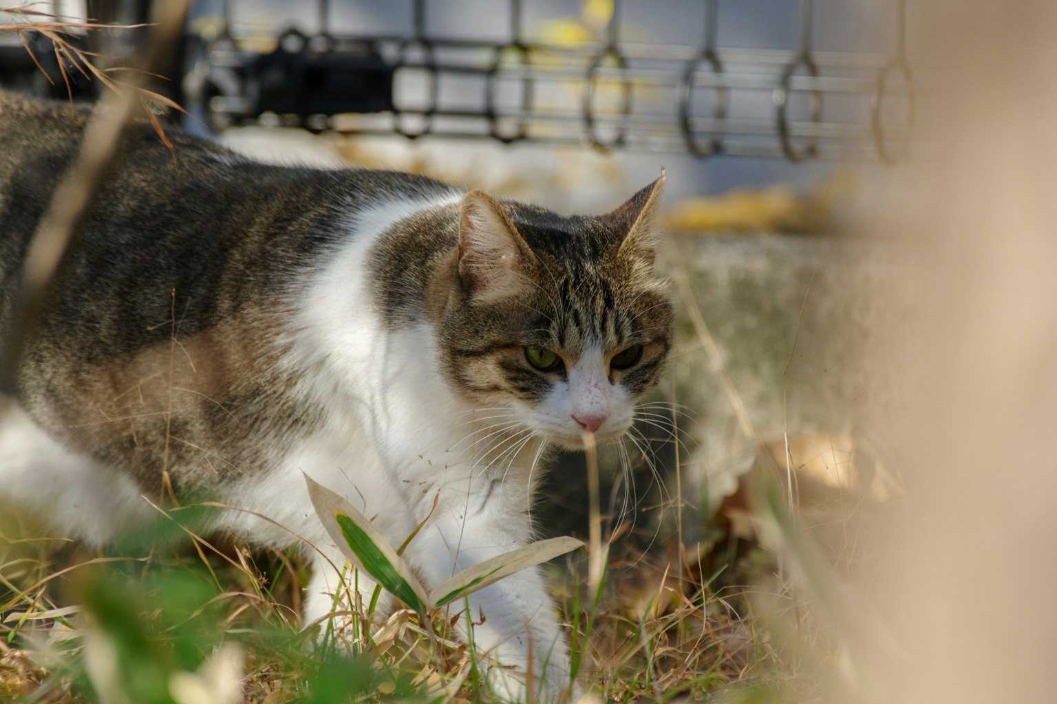 一只猫在草地上走，背景有一个围栏