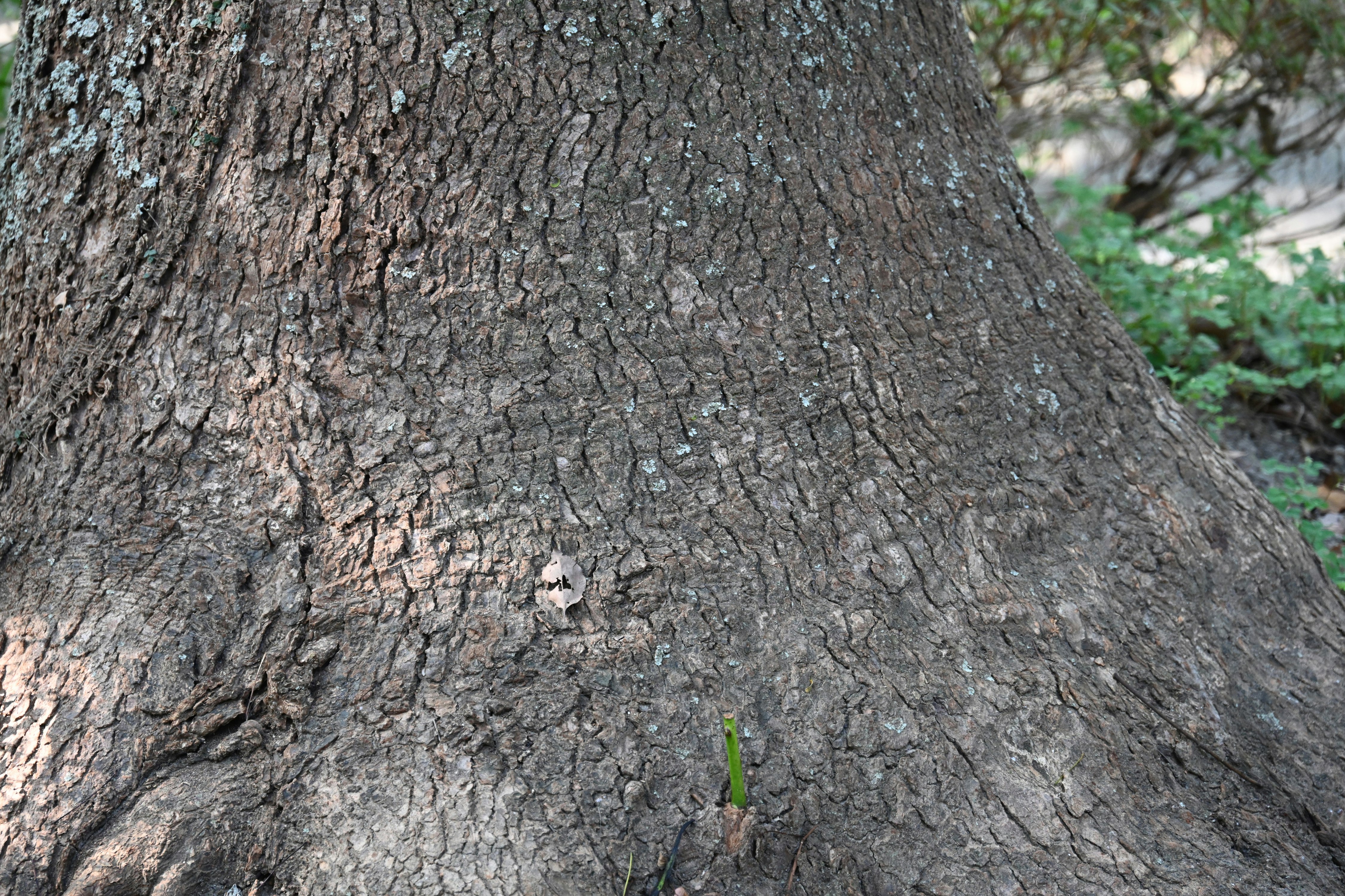 close-up of a tree trunk bark texture