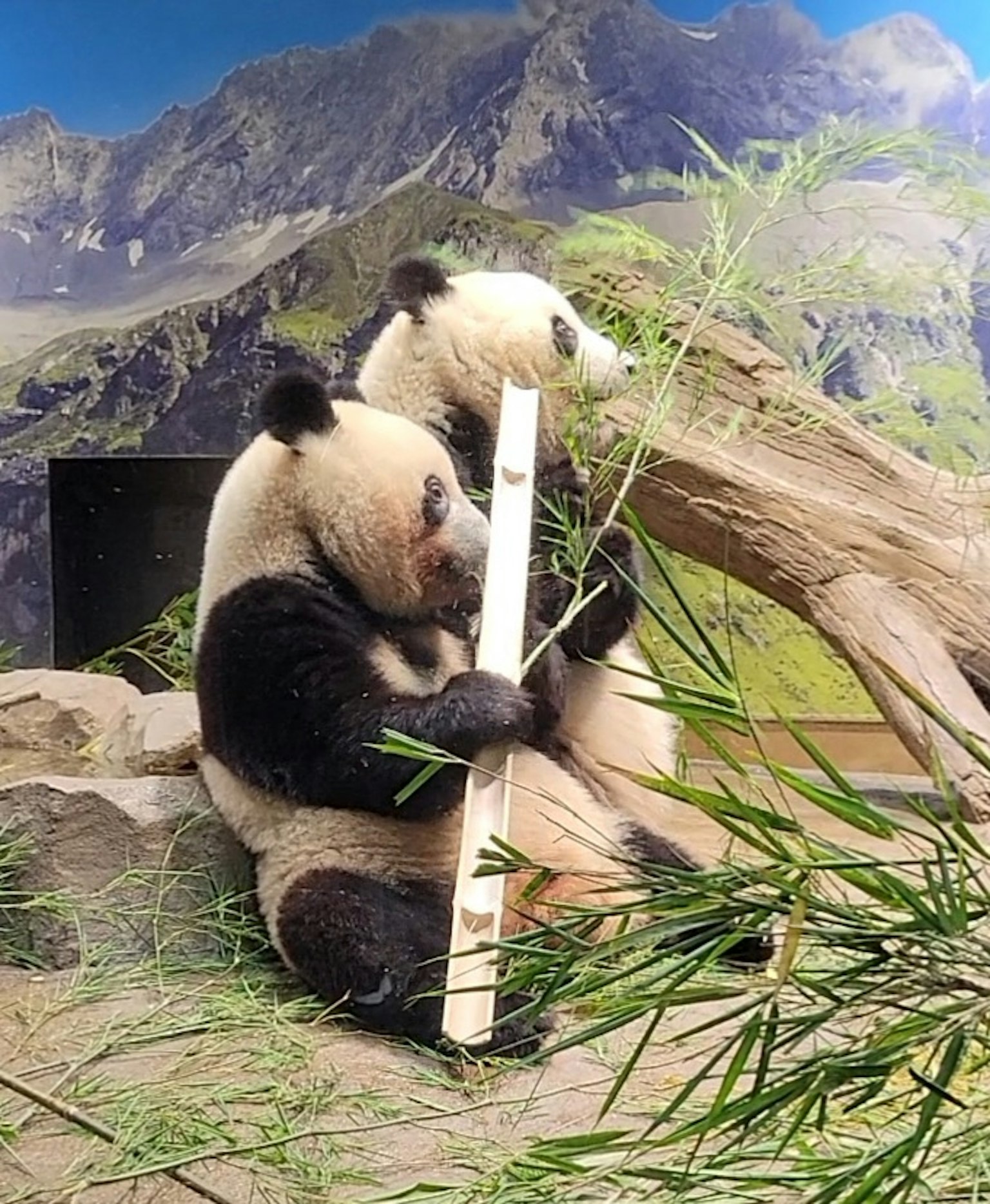 两只熊猫在山背景下吃竹子