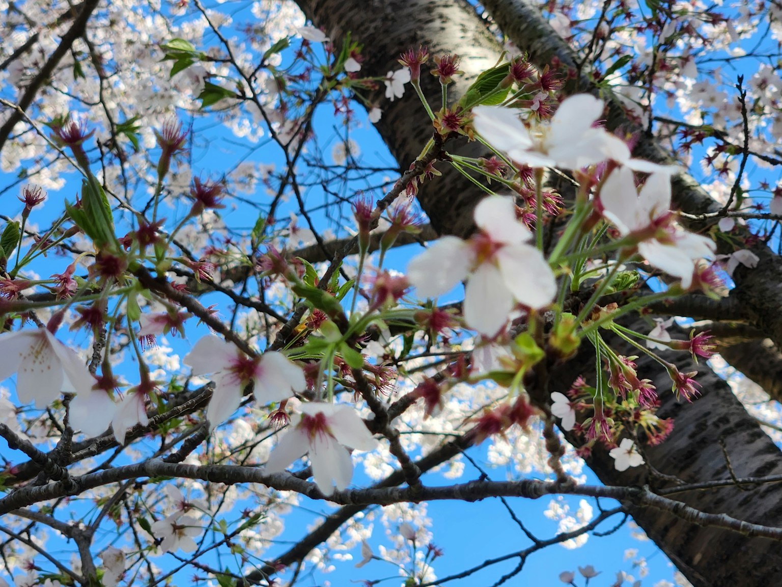 Acercamiento de flores de cerezo y ramas contra un cielo azul