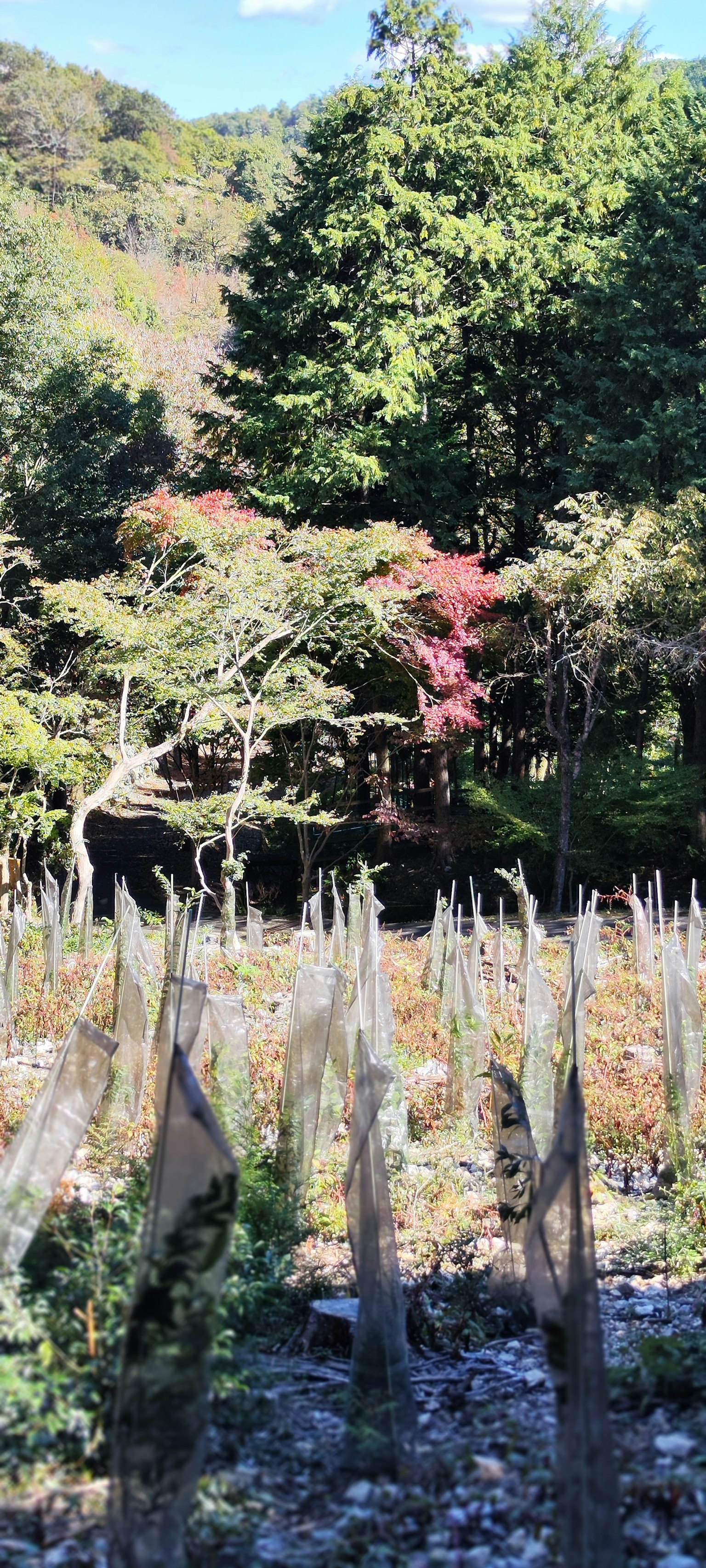 Paisaje con árboles verdes y hojas rojas, con plantas alineadas que parecen cercas en primer plano