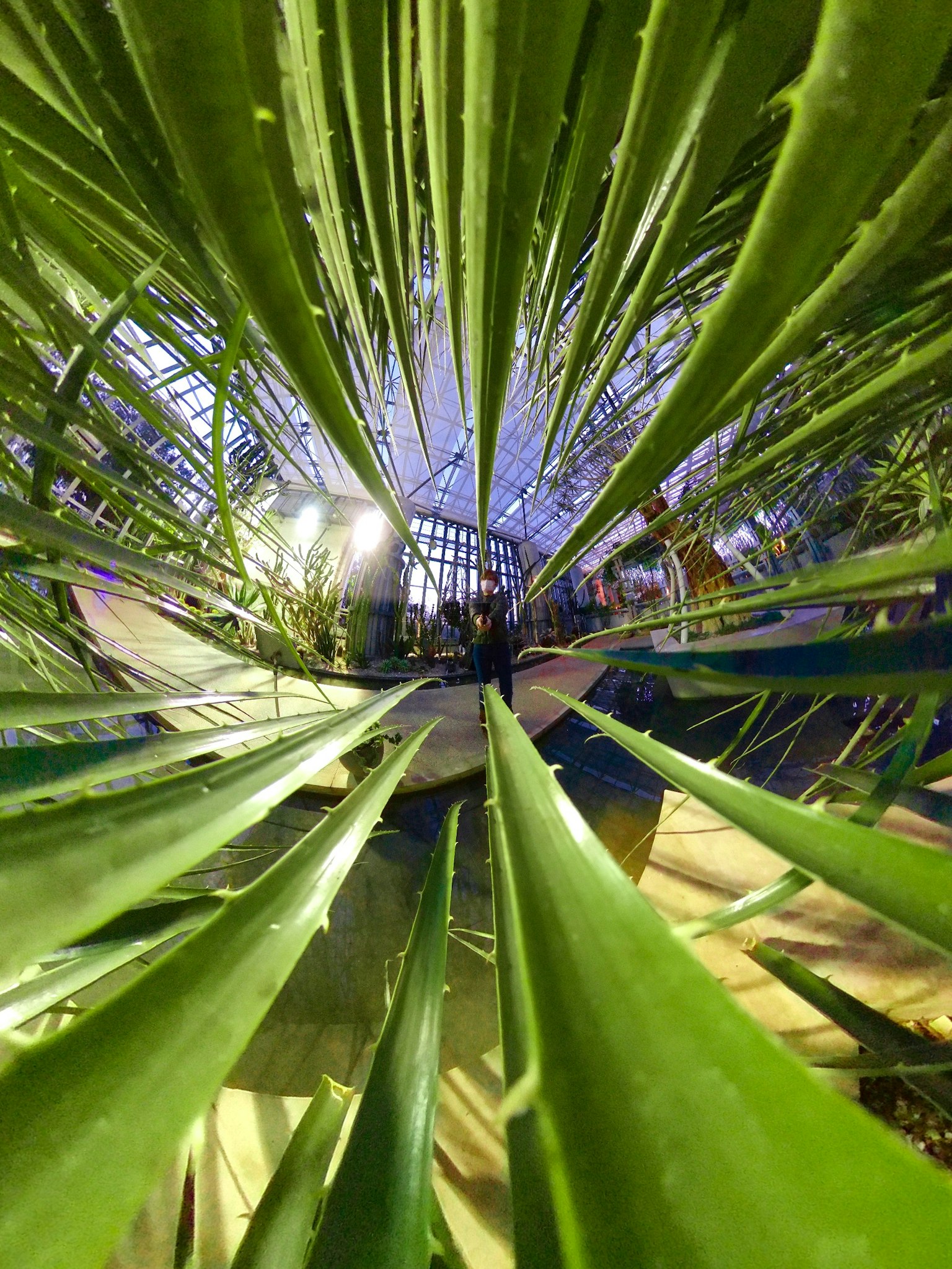Primer plano de hojas verdes irradiando luz en el centro