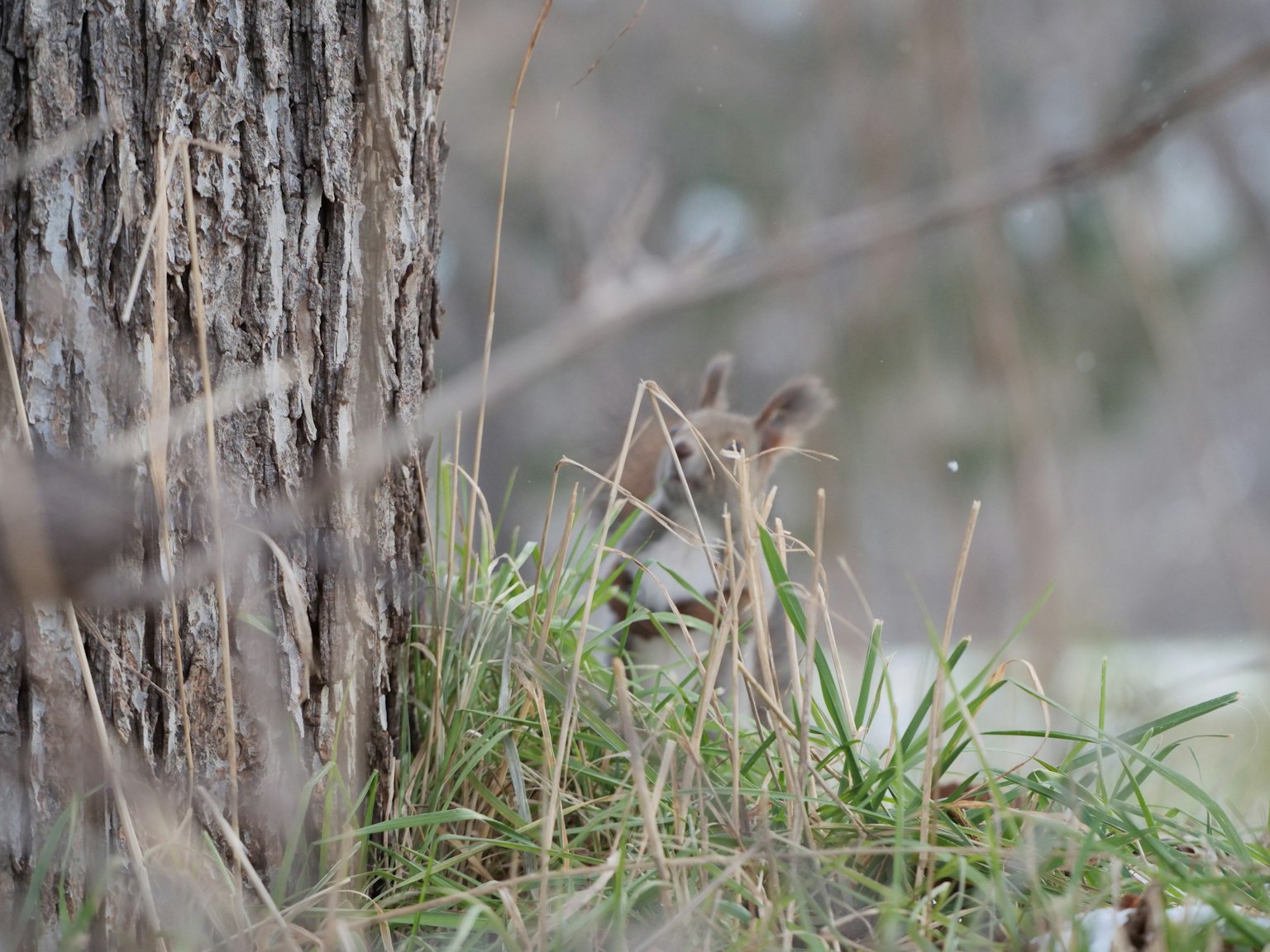 Petit animal partiellement caché près d'un arbre et d'herbe