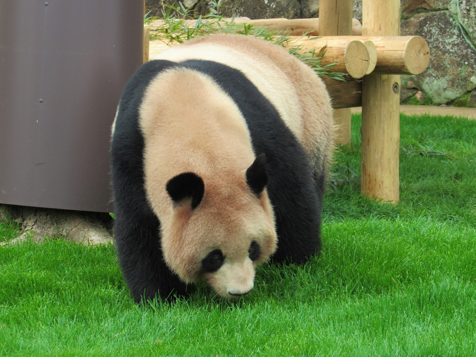Seekor panda berjalan di atas rumput