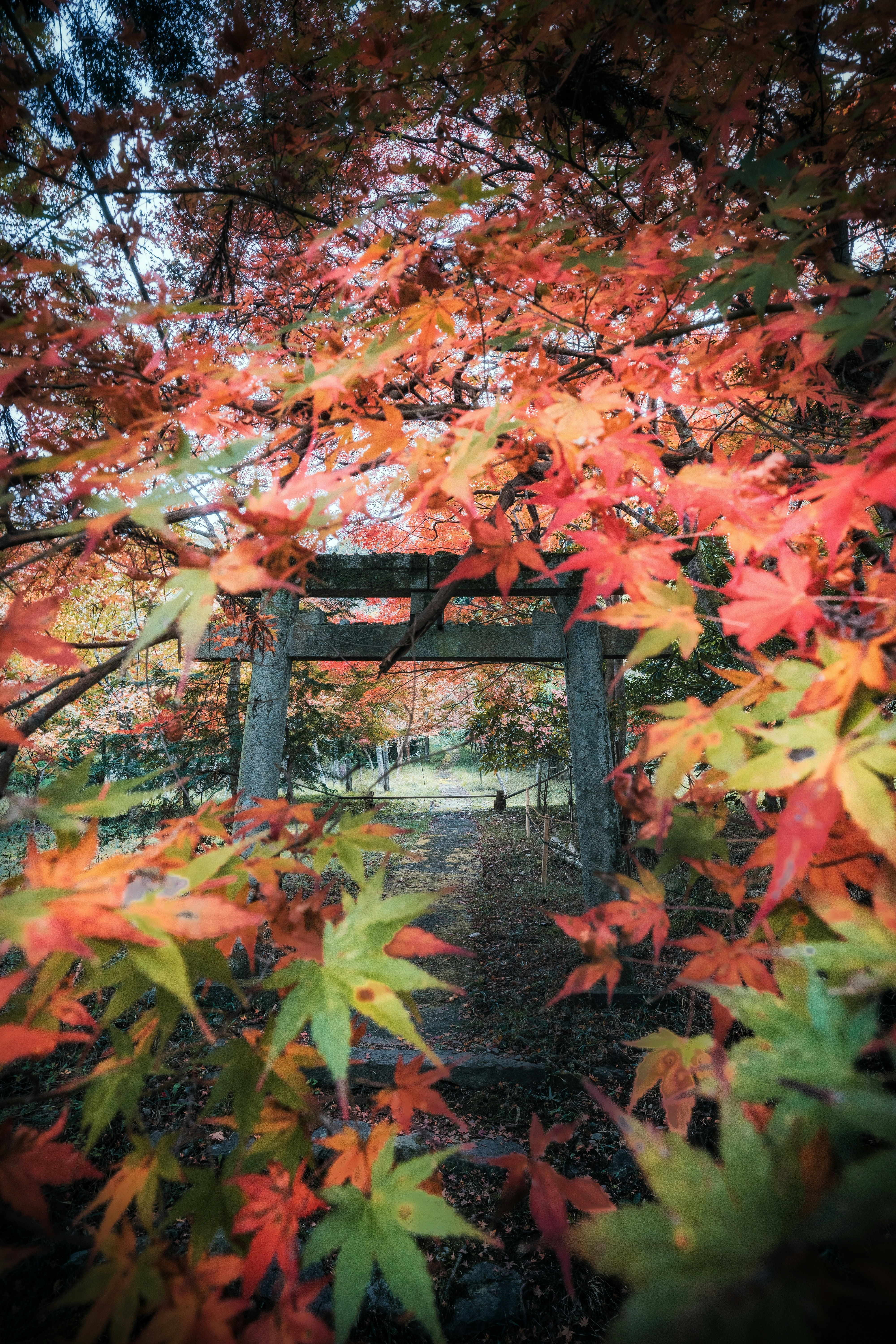 Cổng torii được khung bởi lá phong mùa thu