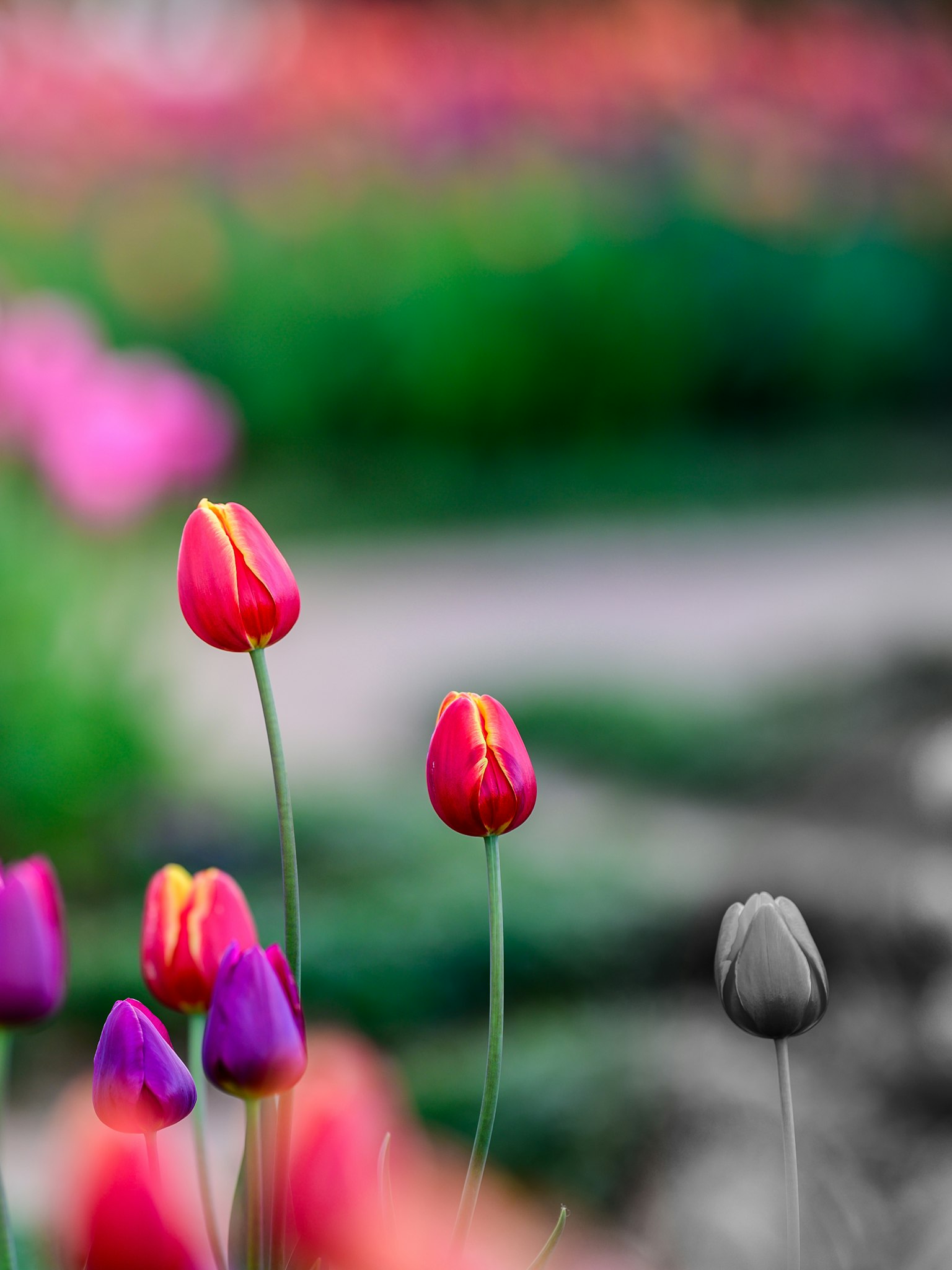ทิวลิปหลากสีในสวนที่บานสะพรั่งโดยดอกไม้สีแดงและม่วงโดดเด่น