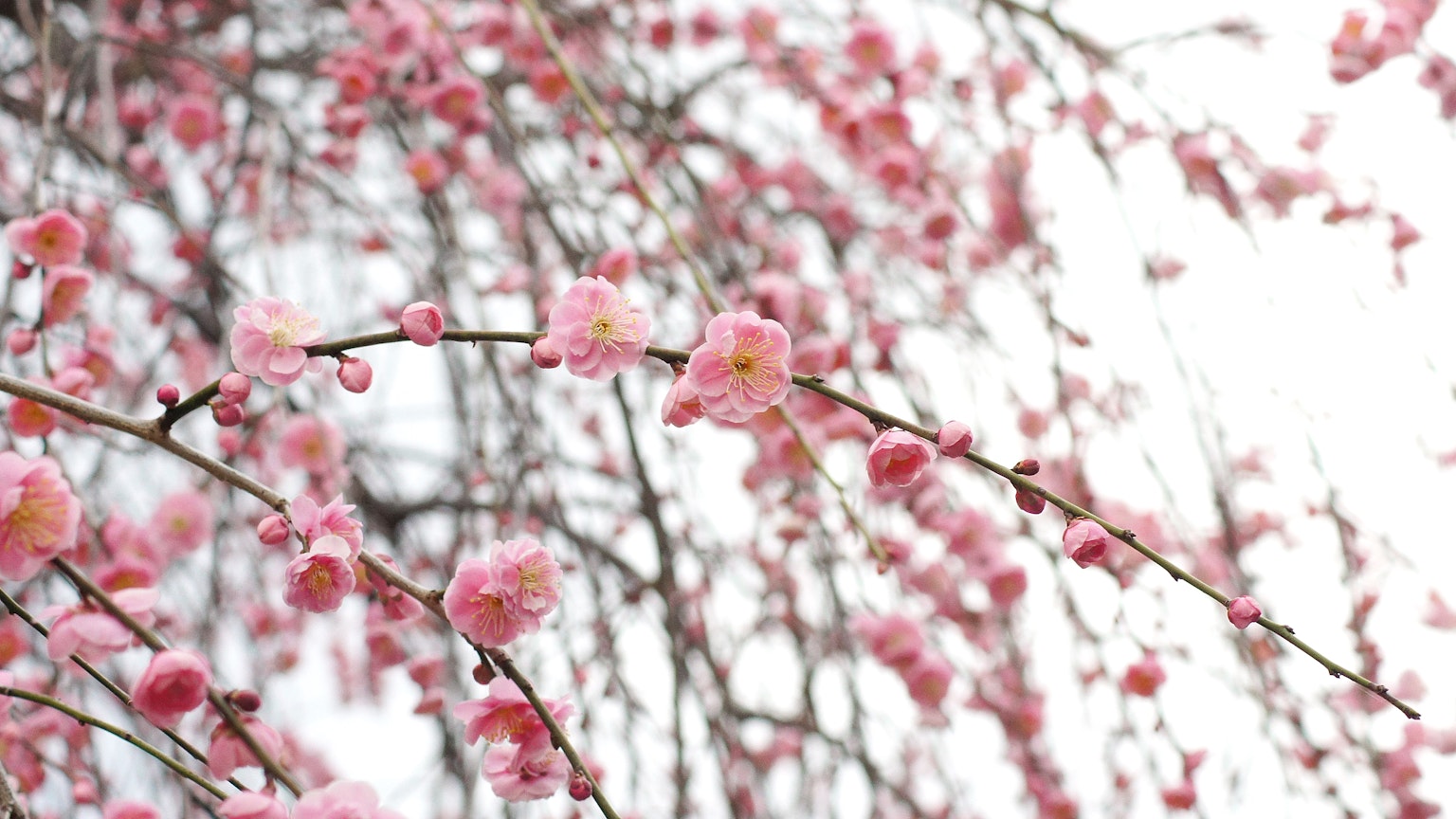 Gros plan de branches de prunier pleureur avec des fleurs roses délicates