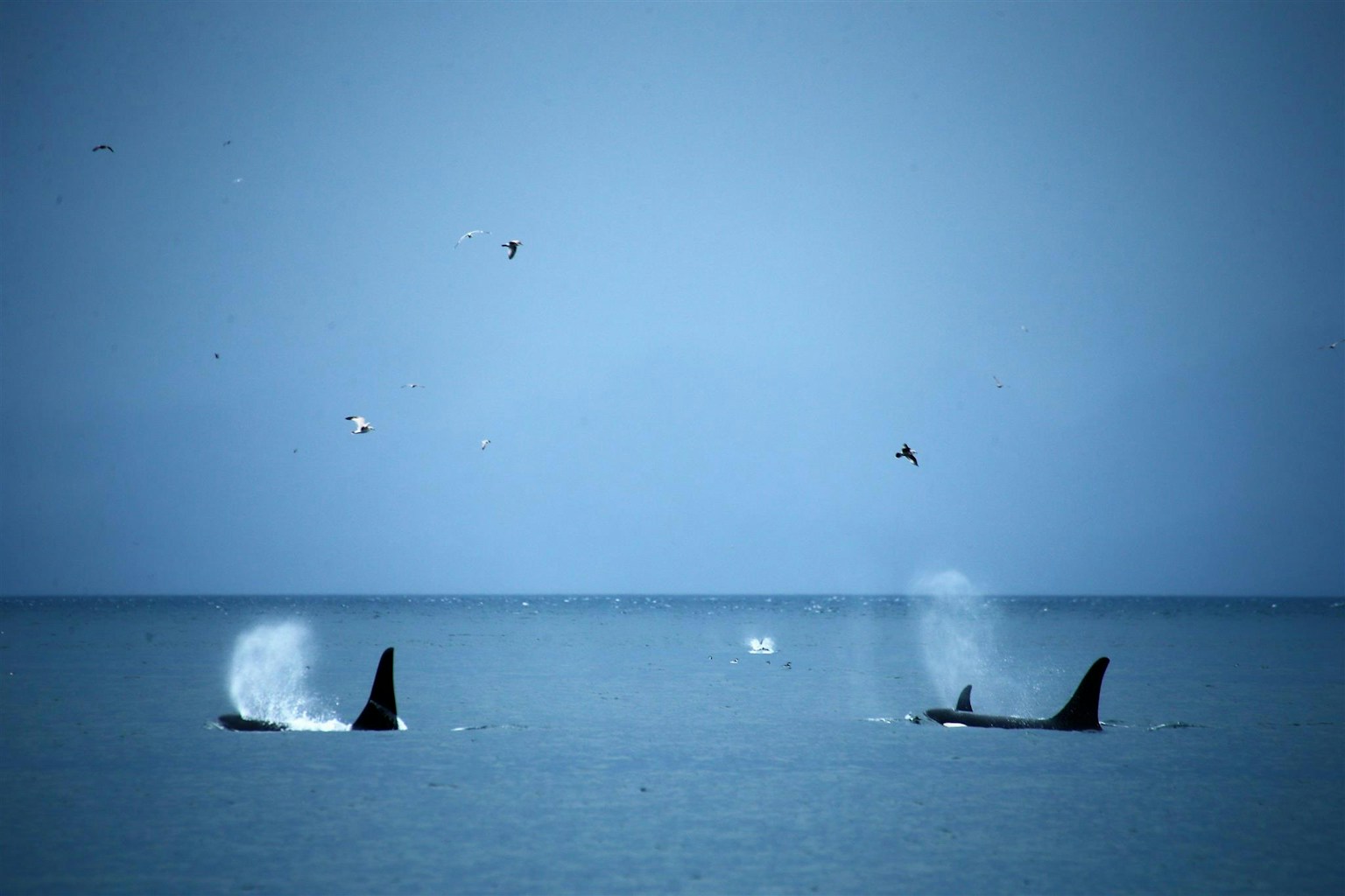 Orcas breaching the water surface in a blue ocean