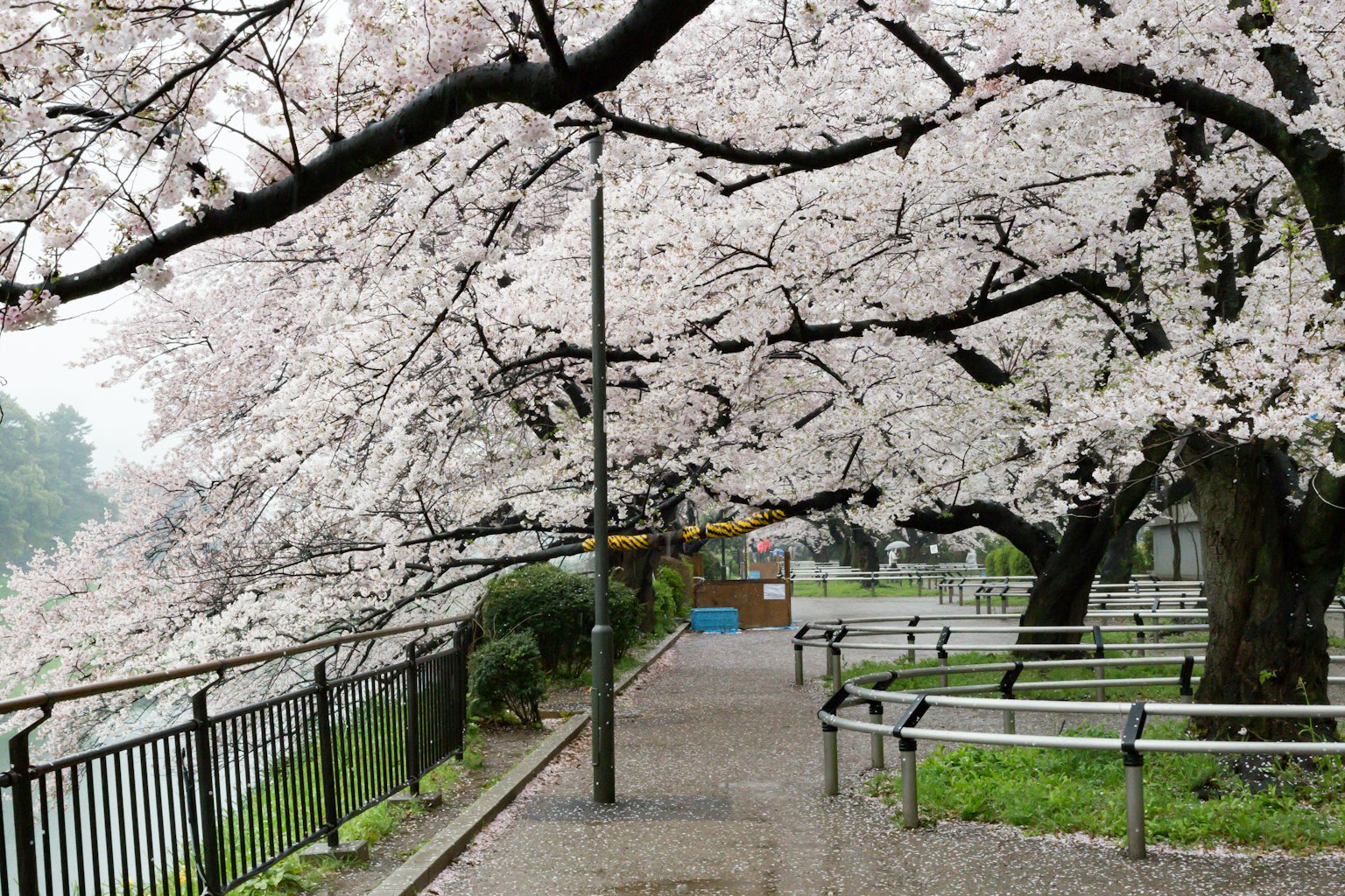 Pohon sakura yang berbunga di sepanjang jalur taman
