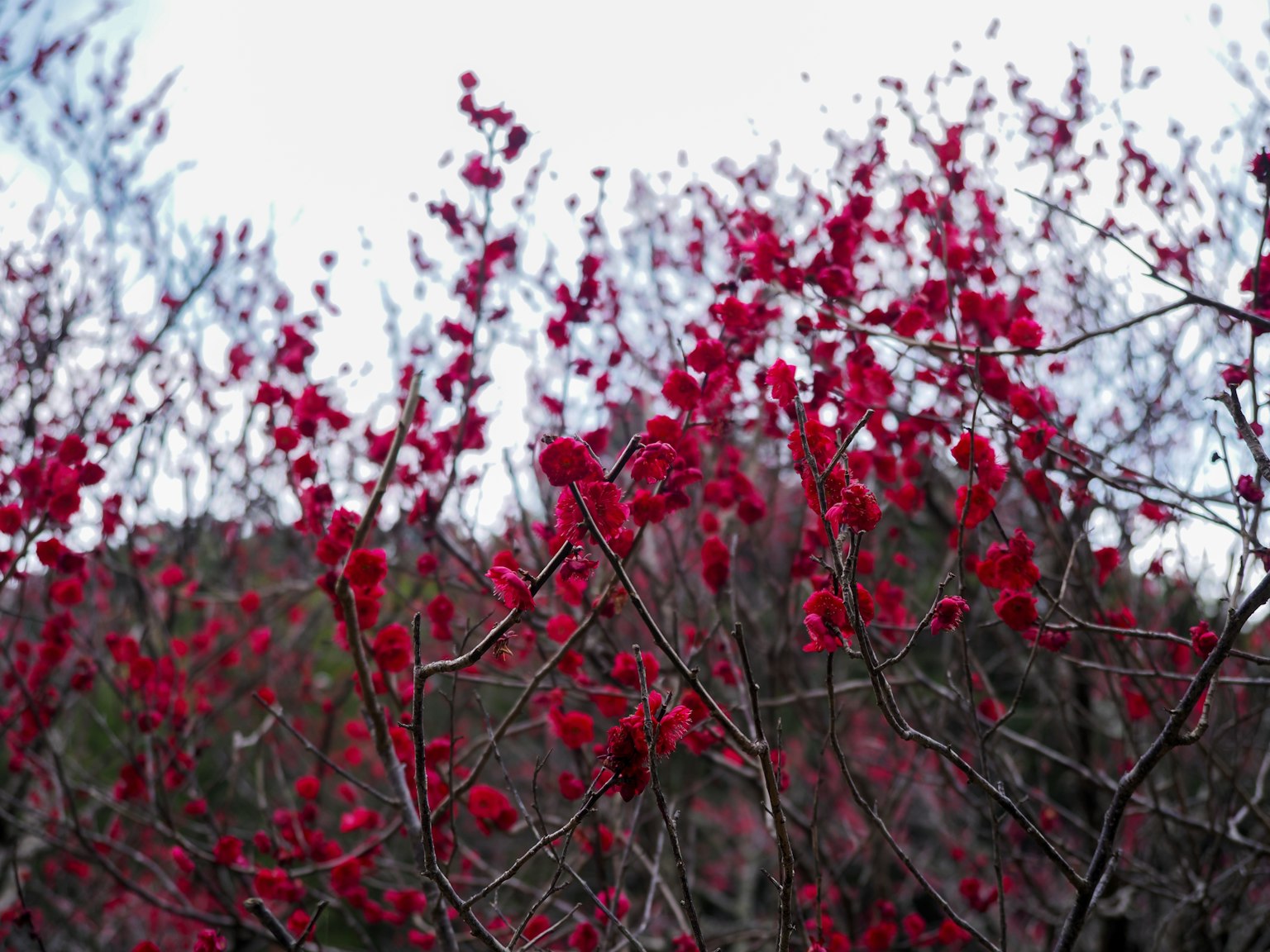 Branches de fleurs rouges sur fond naturel