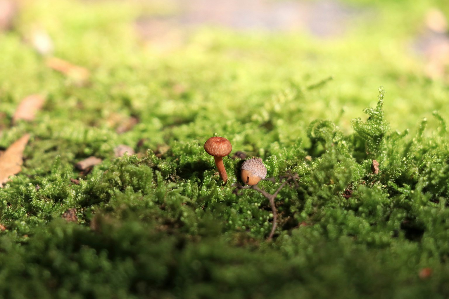 Petits champignons poussant dans de la mousse verte luxuriante