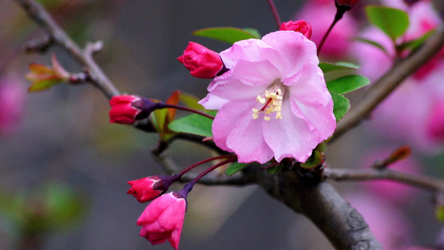 Close-up of a branch with pink flowers and buds