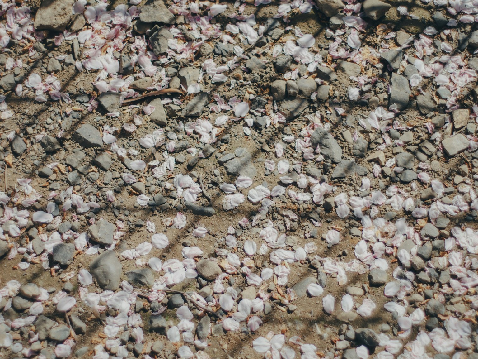 Terreno coperto di petali di ciliegio sparsi e ombre