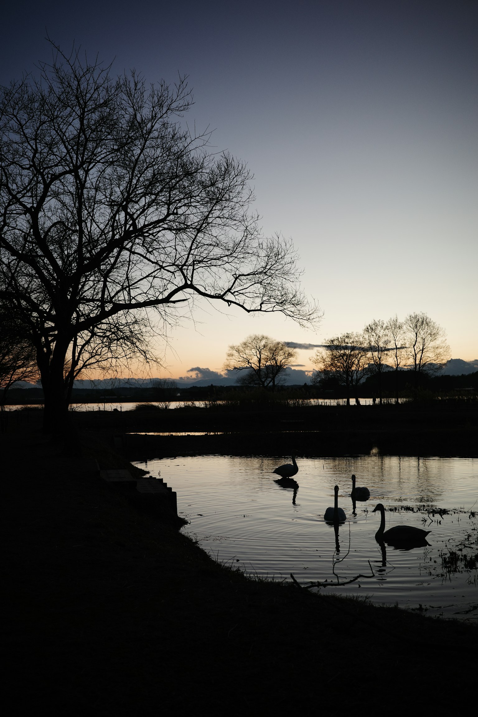 Silueta de cisnes al anochecer junto al agua con árboles