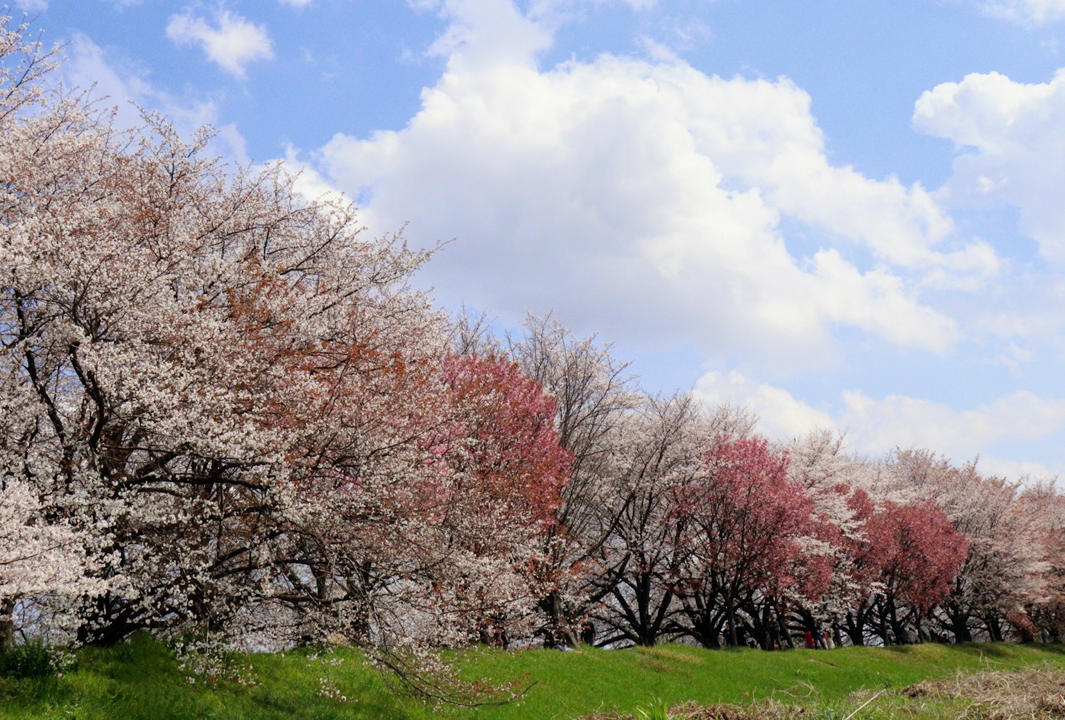 Reihe von Kirschbäumen unter blauem Himmel mit weißen Wolken und grünem Gras