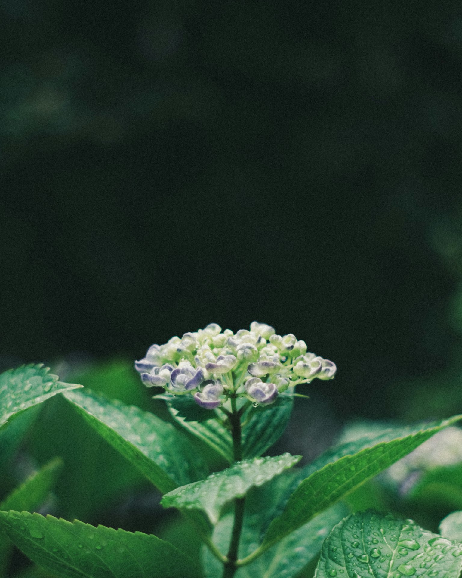 Petites fleurs violettes et blanches sur des feuilles vertes avec un arrière-plan sombre flou