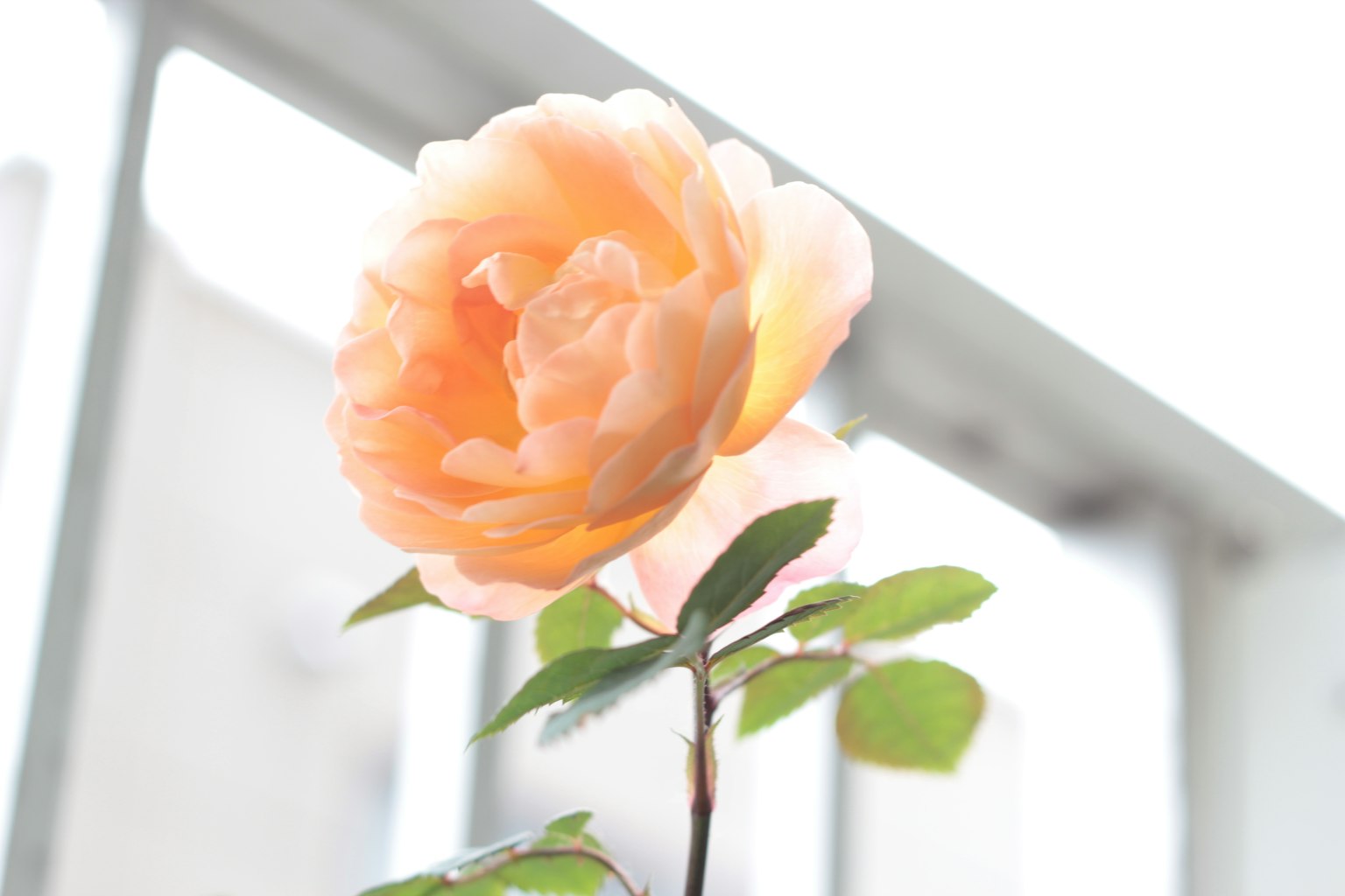 Una flor naranja pálido floreciendo cerca de una ventana
