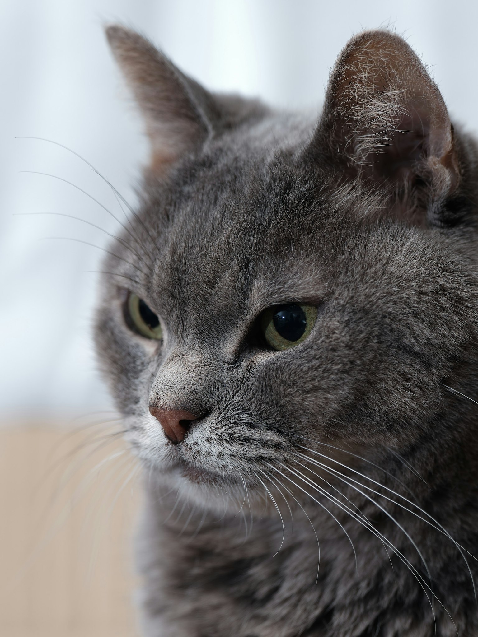 Primo piano del volto di un gatto grigio con occhi acuti e lunghi baffi
