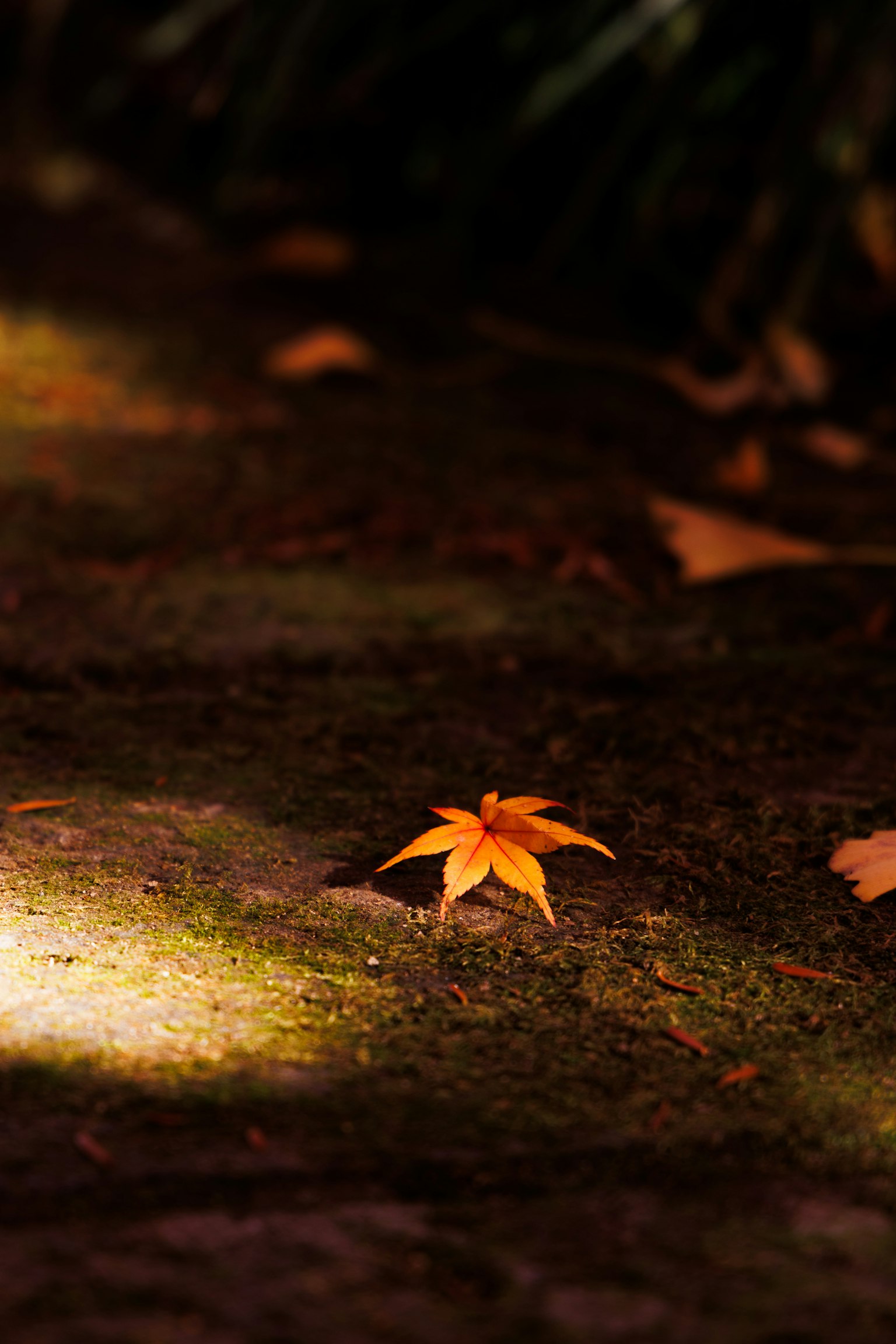 Ein einzelnes gelbes Herbstblatt, das auf dem Boden liegt