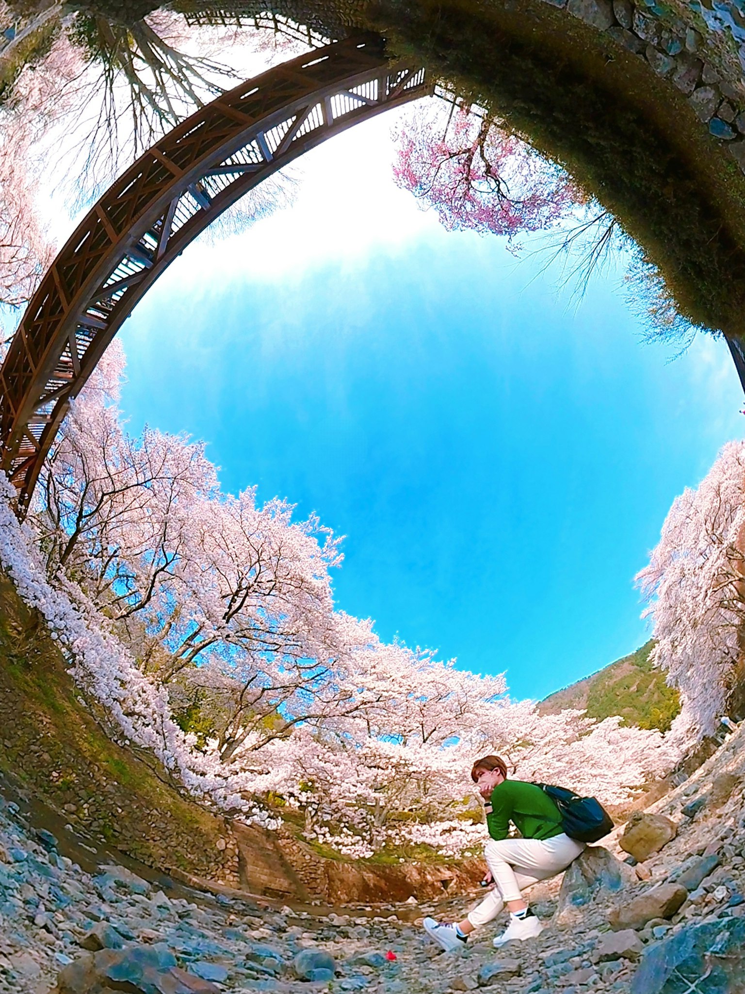 Person posing under cherry blossom trees with blue sky and a bridge in the background