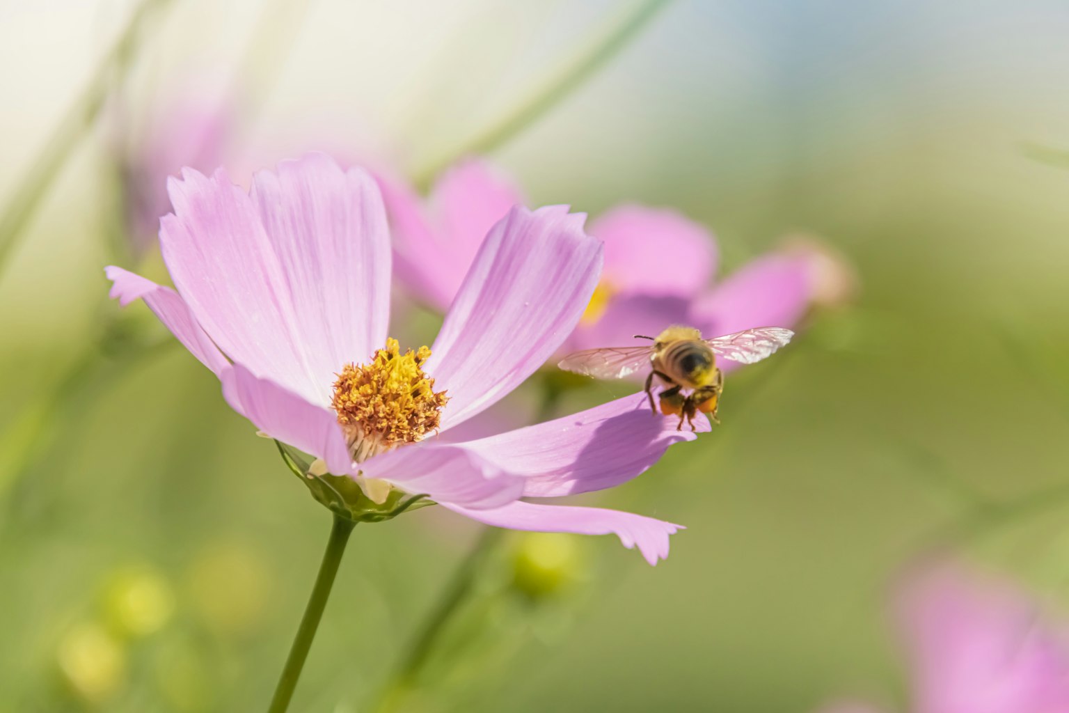 Fleurs roses avec une abeille volant à proximité