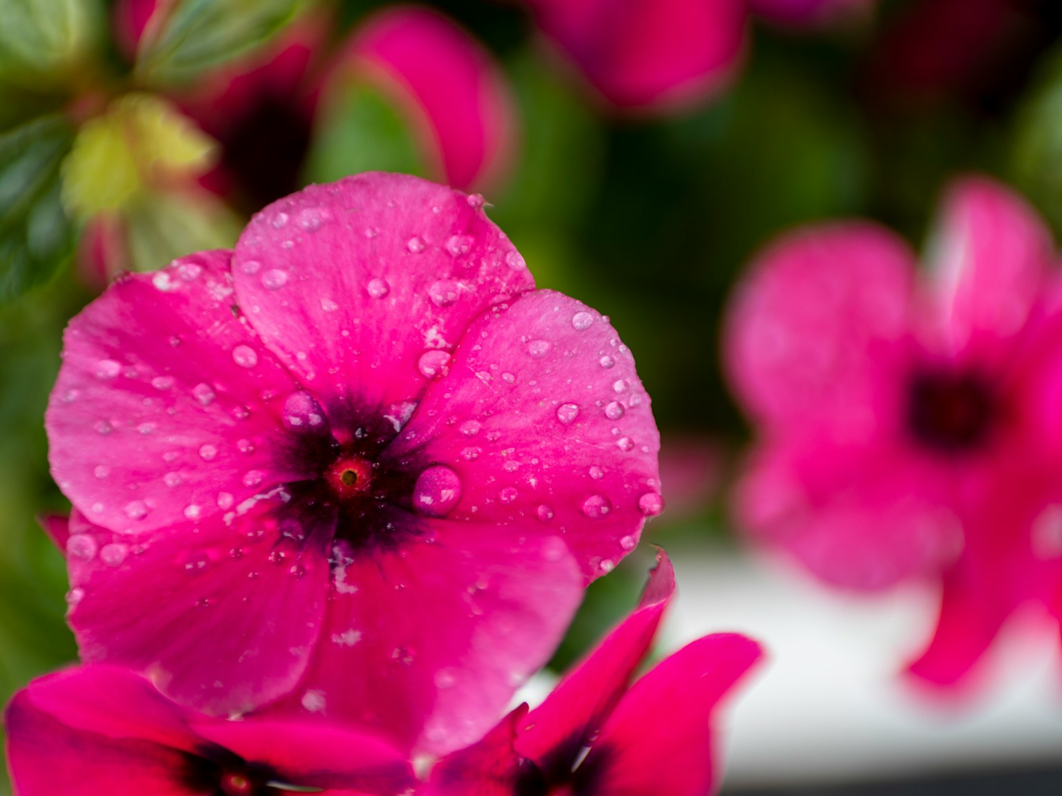 Fiore rosa vivace con gocce d'acqua e fiori sfocati sullo sfondo