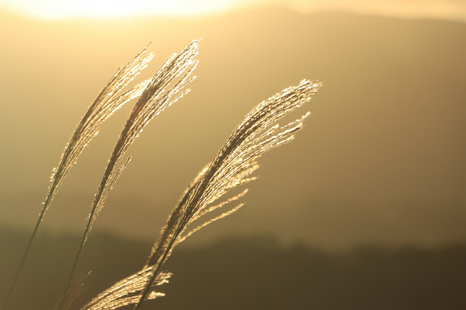 Grashalme leuchten im Sonnenuntergang