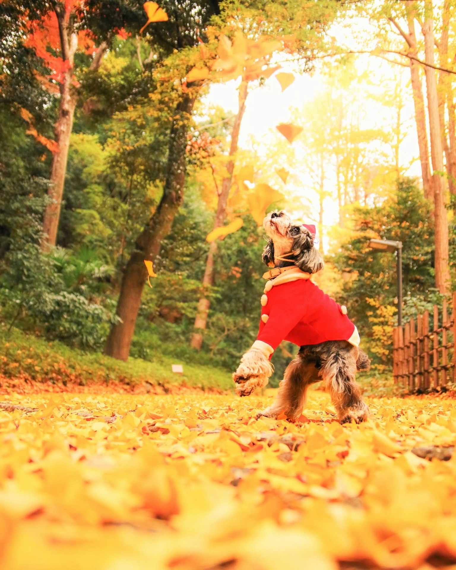 Un perro con un suéter rojo jugando en un bosque de otoño
