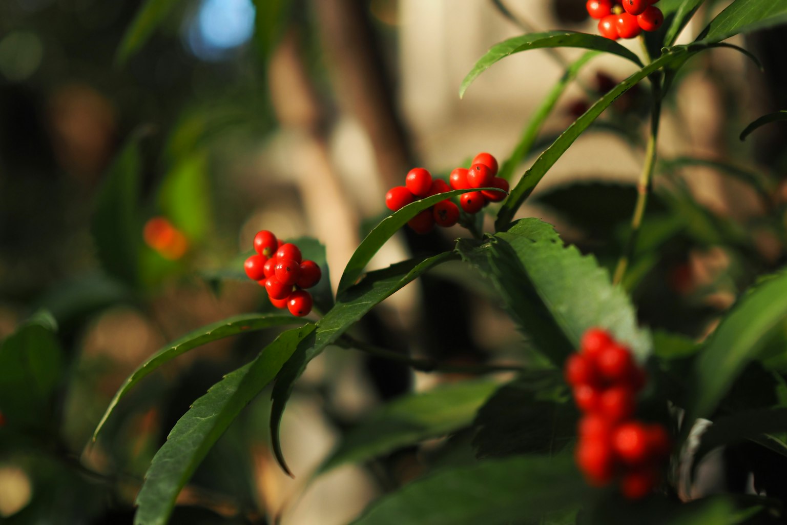 Gros plan d'une plante avec des feuilles vertes et des baies rouges