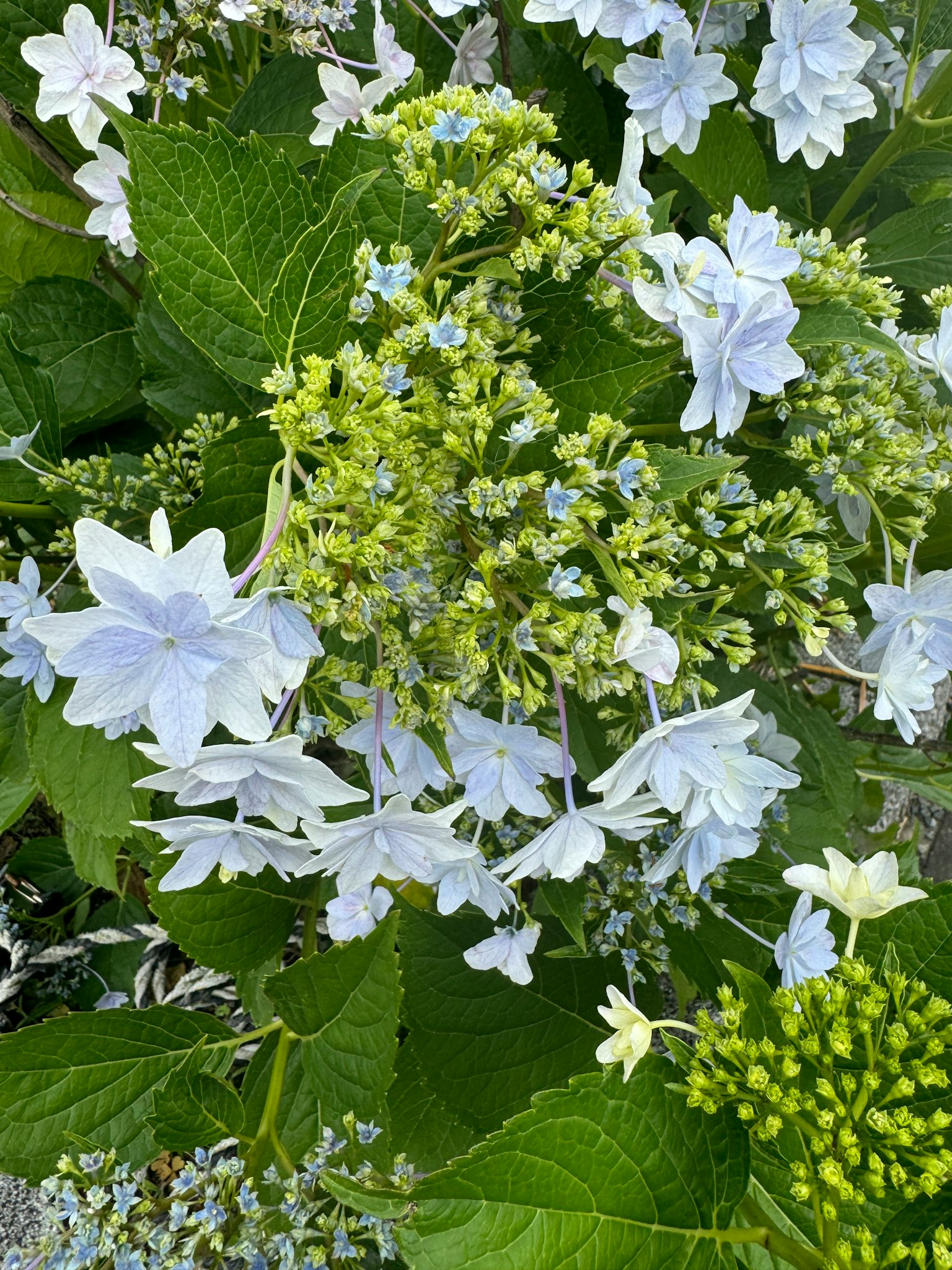 蓝色绣球花与绿色叶子混合的美丽植物特写