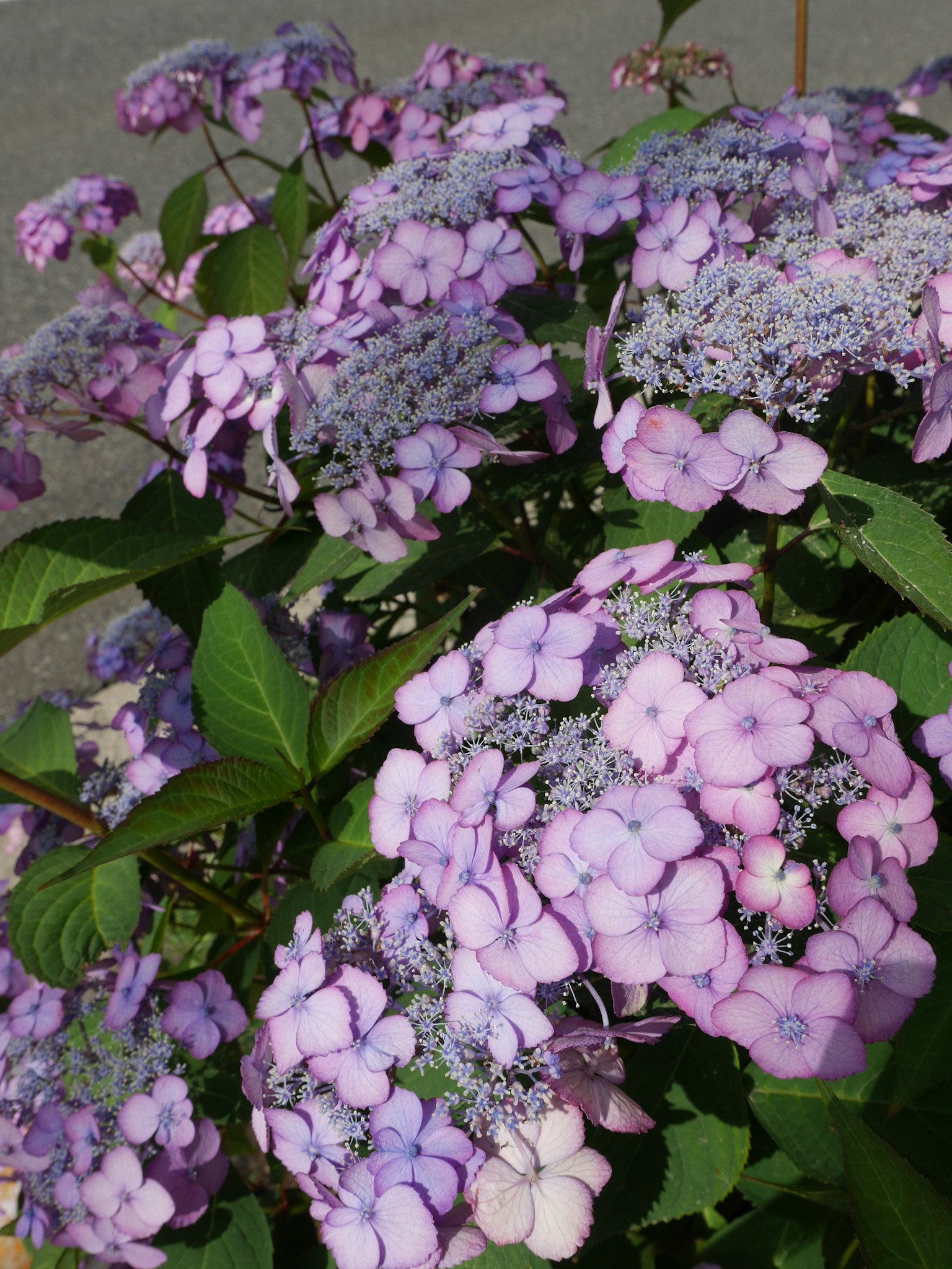 Close-up of hydrangea with purple flowers