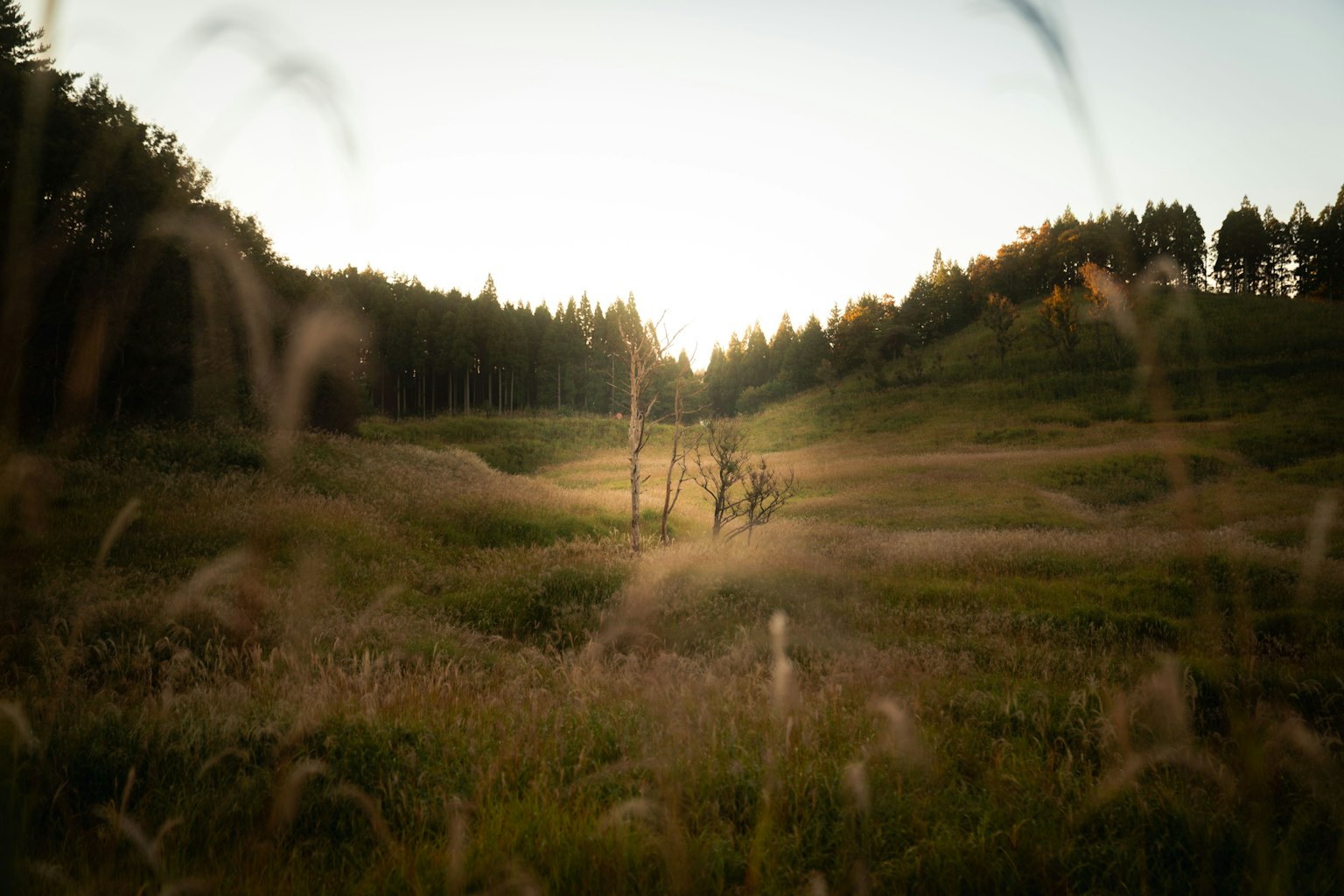 Paisaje de pradera iluminada por el sol con árboles al fondo