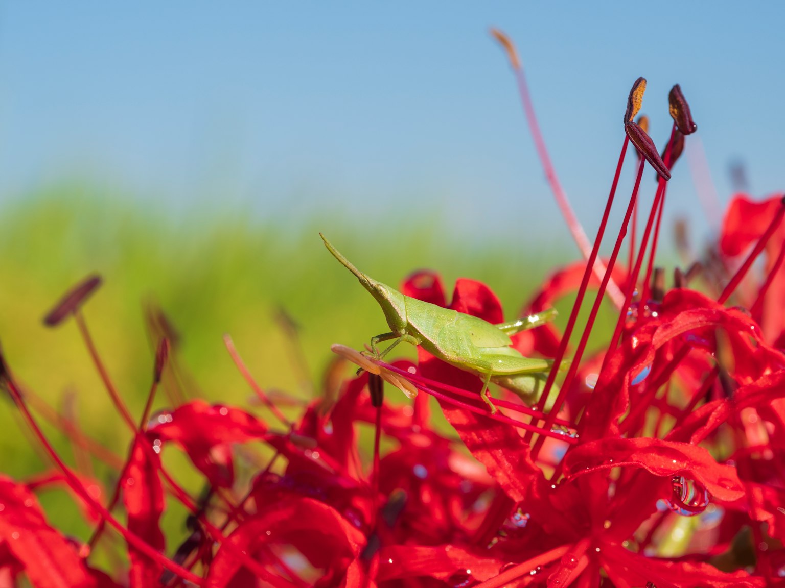 Una langosta verde camuflada entre flores rojas vibrantes