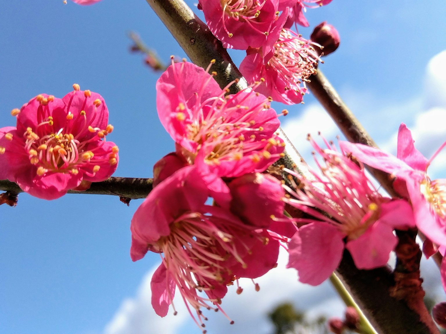 Nahaufnahme von rosa Blüten, die an einem Zweig blühen, mit blauem Himmel im Hintergrund