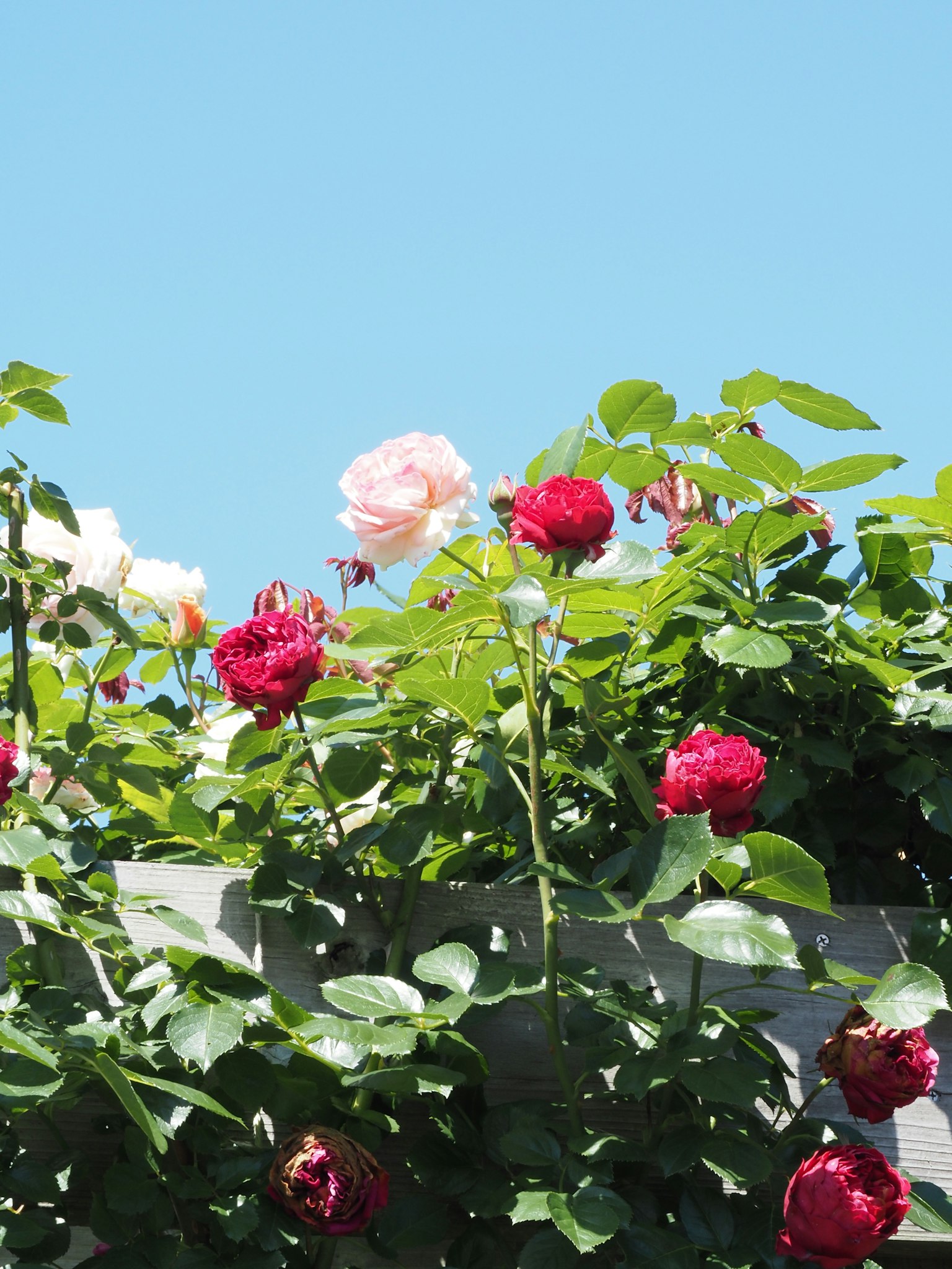 Un giardino con rose rosse e rosa che fioriscono sotto un cielo blu chiaro