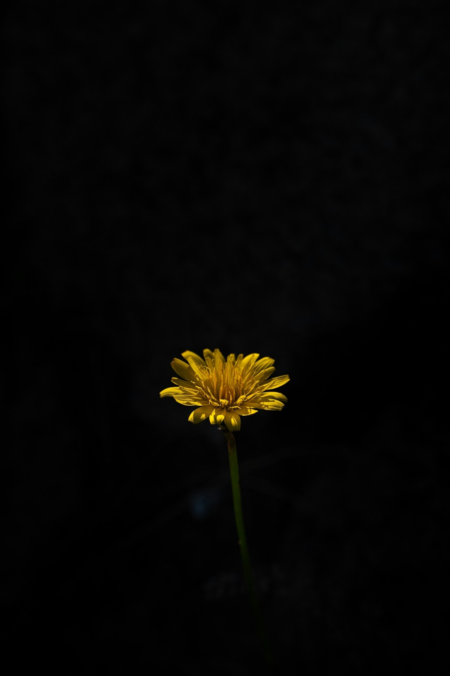 Un bellissimo fiore giallo che spicca su uno sfondo scuro