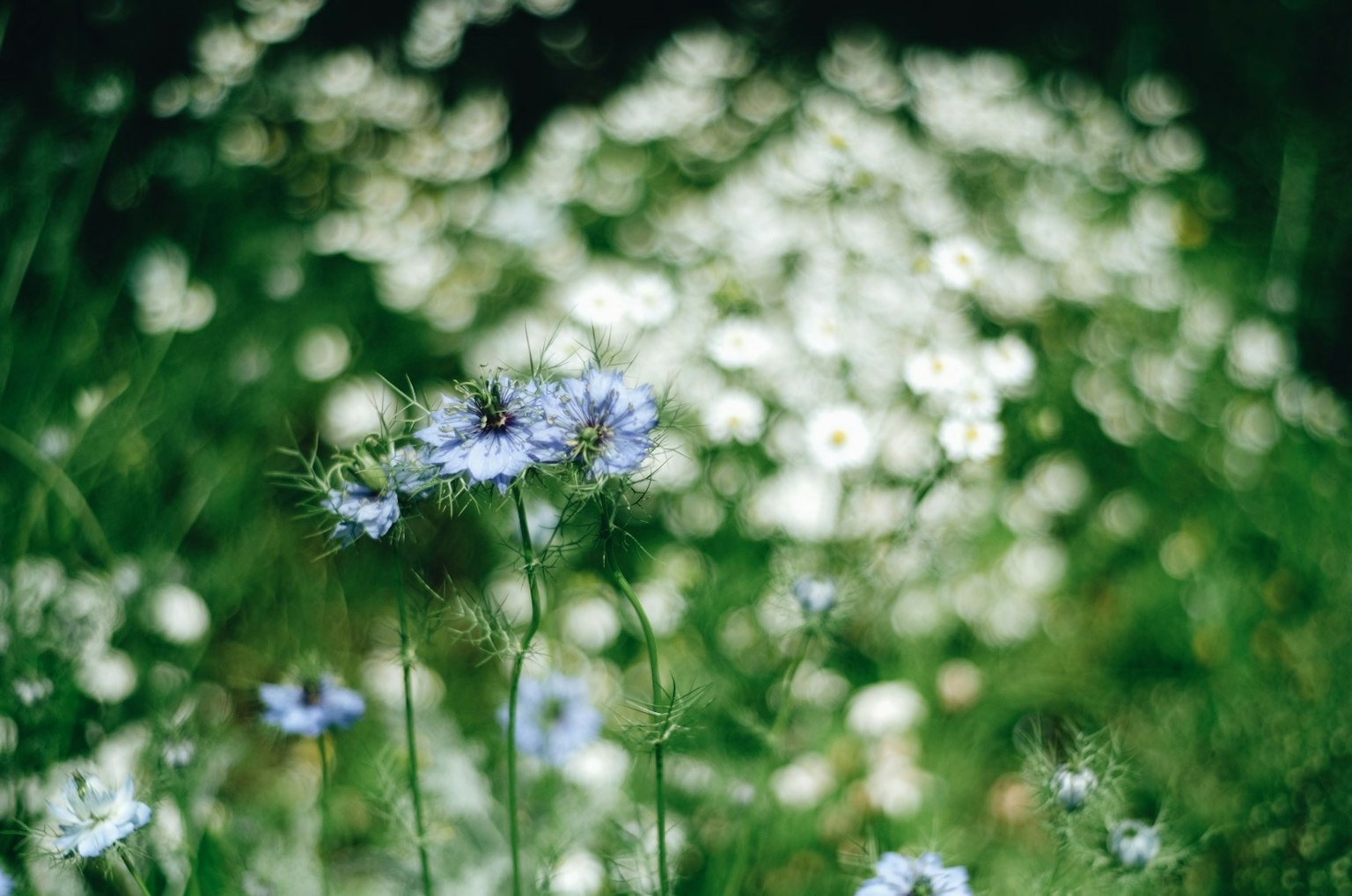 Un champ de fleurs bleues et de marguerites blanches entouré d'herbe verte