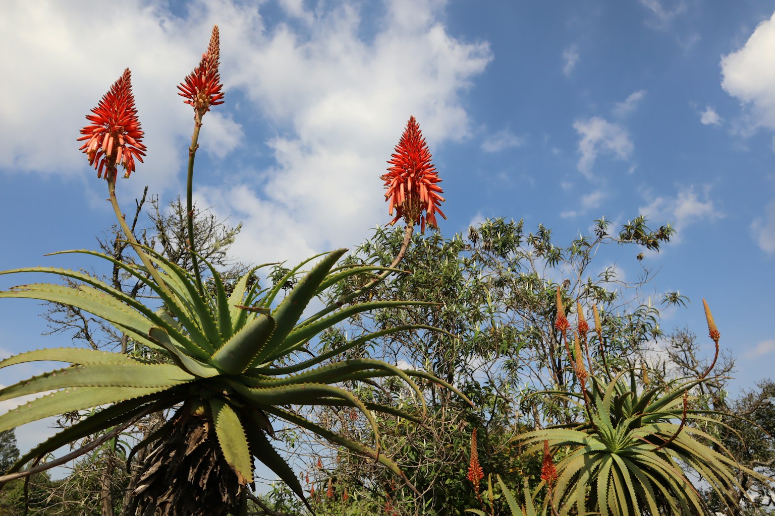 Plantes d'aloès avec des fleurs rouges sur fond de ciel bleu