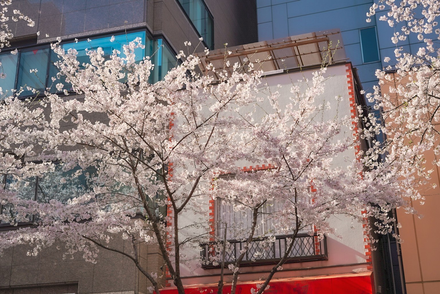Arbre en fleurs de cerisier avec des bâtiments modernes en arrière-plan